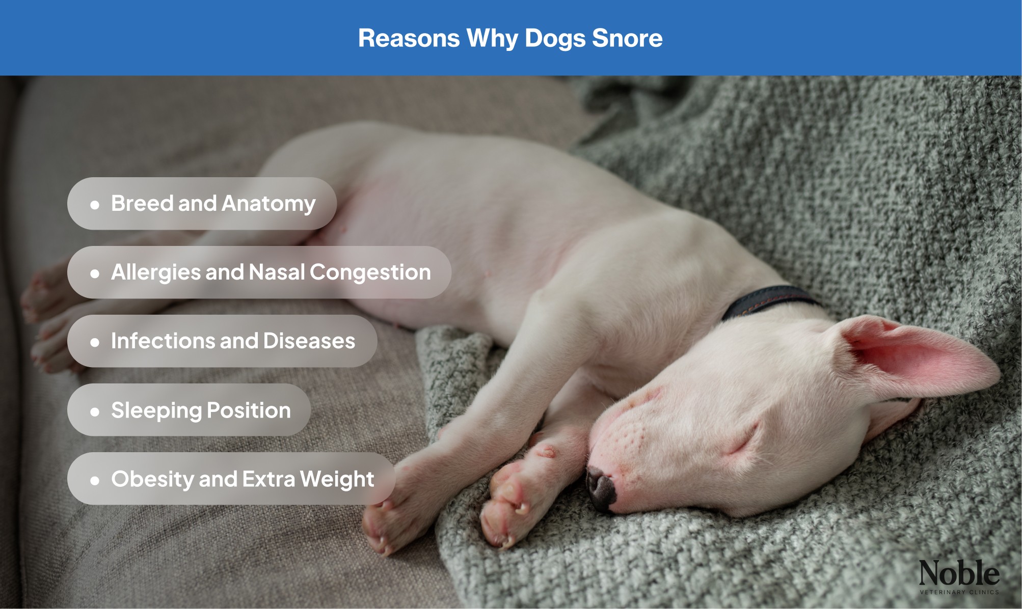 An infographic showing the many reasons why dogs snore. 