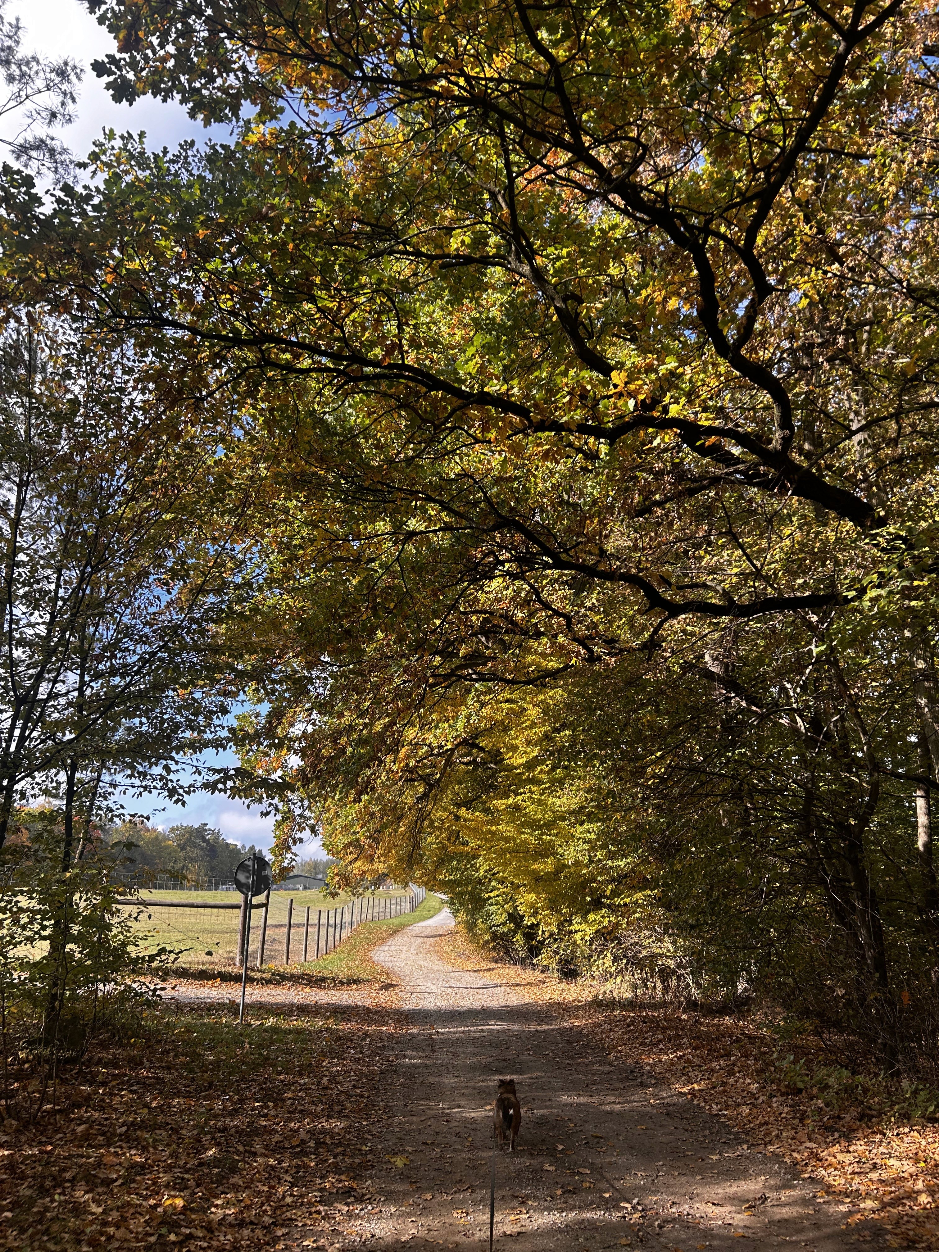 droga i drzewo i pies