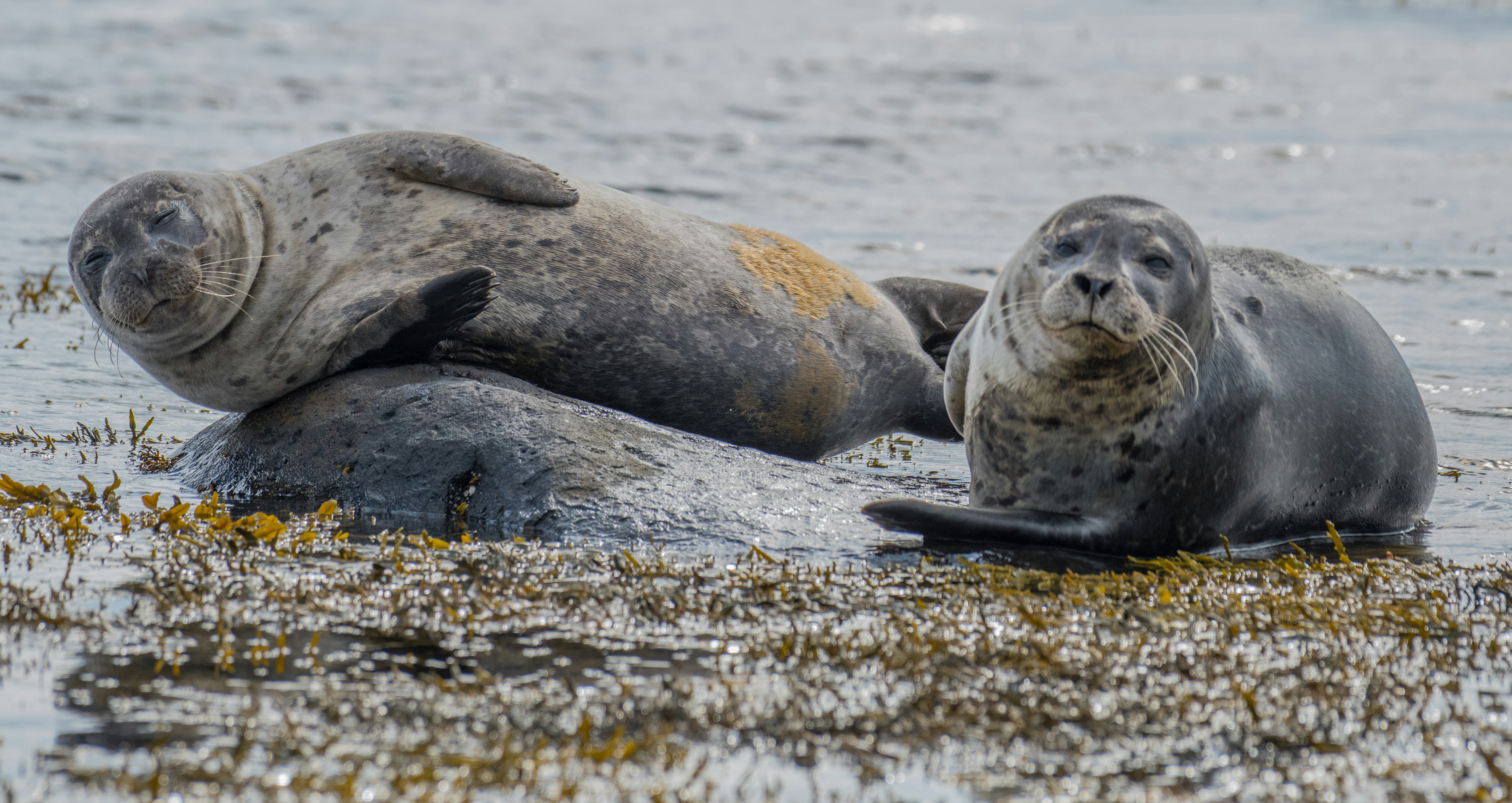 Two seals on a shore in Iceland.