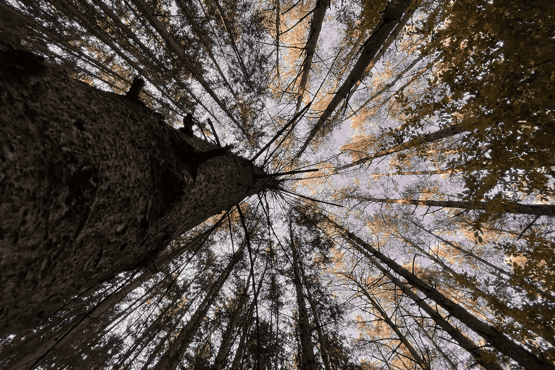 Instinct | Natural resources management 