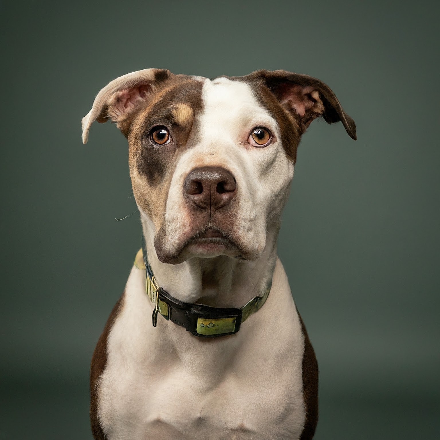 BUDDYUNO, Australian Shepherd Pit Bull Mix