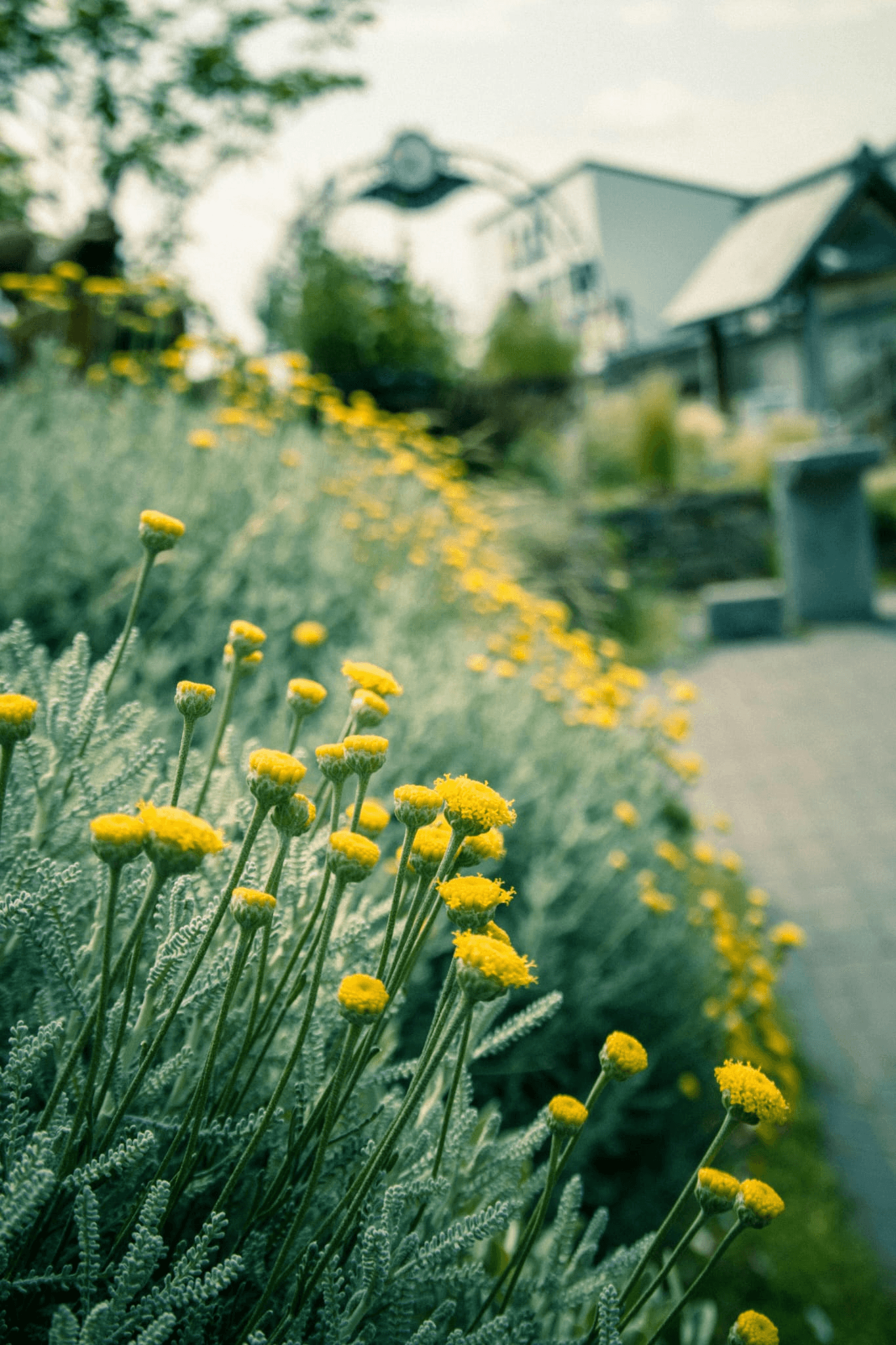 bloemen