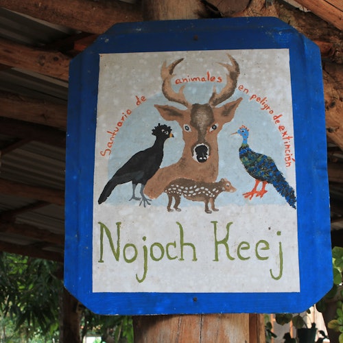 Cobá Ruins, Punta Laguna & Cenote: Guided Tour, Transfer from Tulum + Lunch tickets in Coba