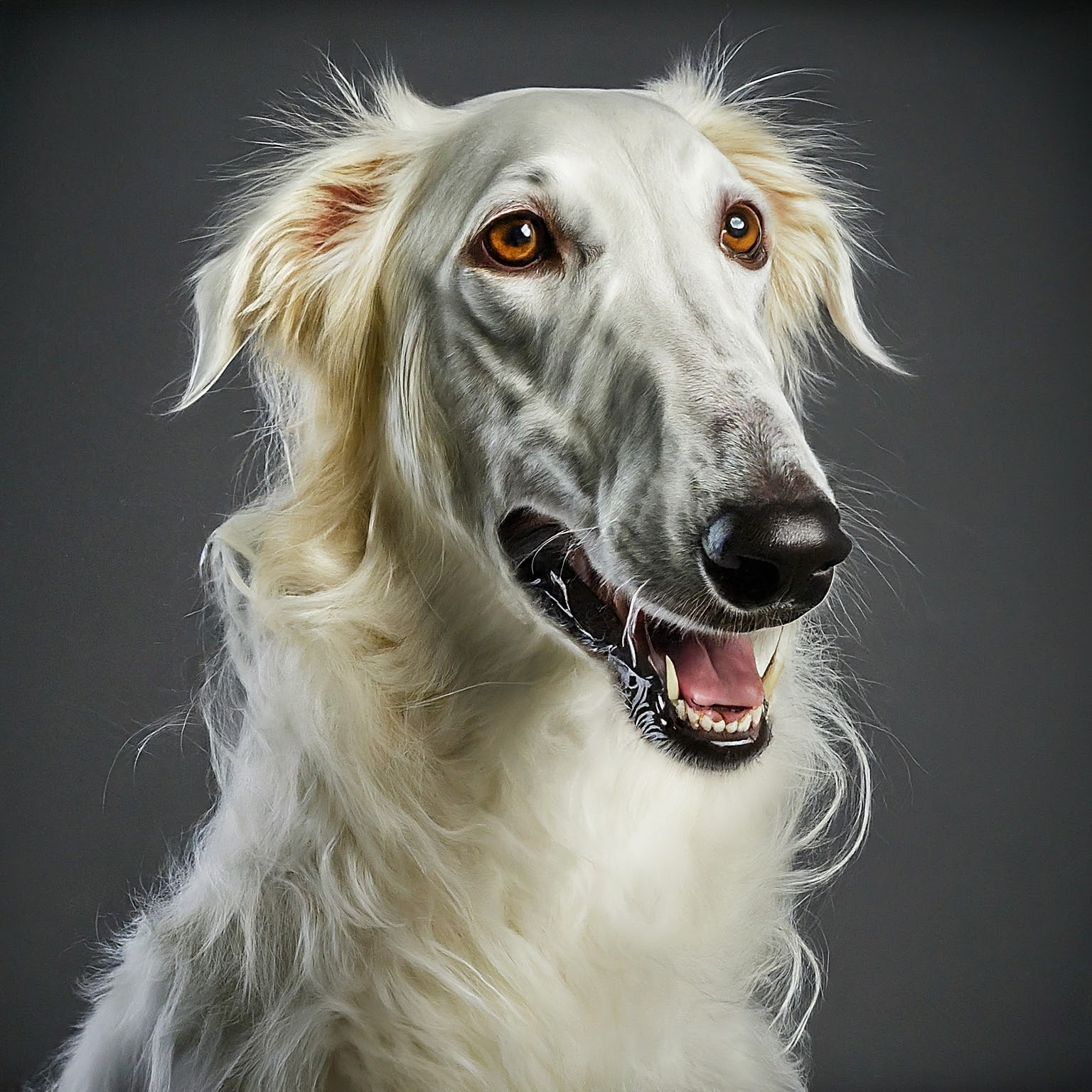 BUDDYUNO, Borzoi