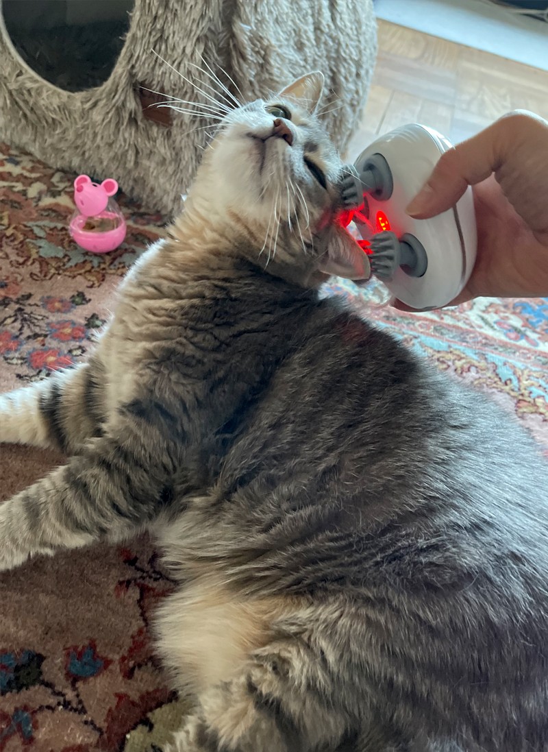 Cat Sits – How Much is Enough?