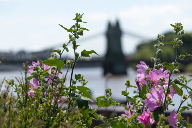 Walk around Furnival Gardens