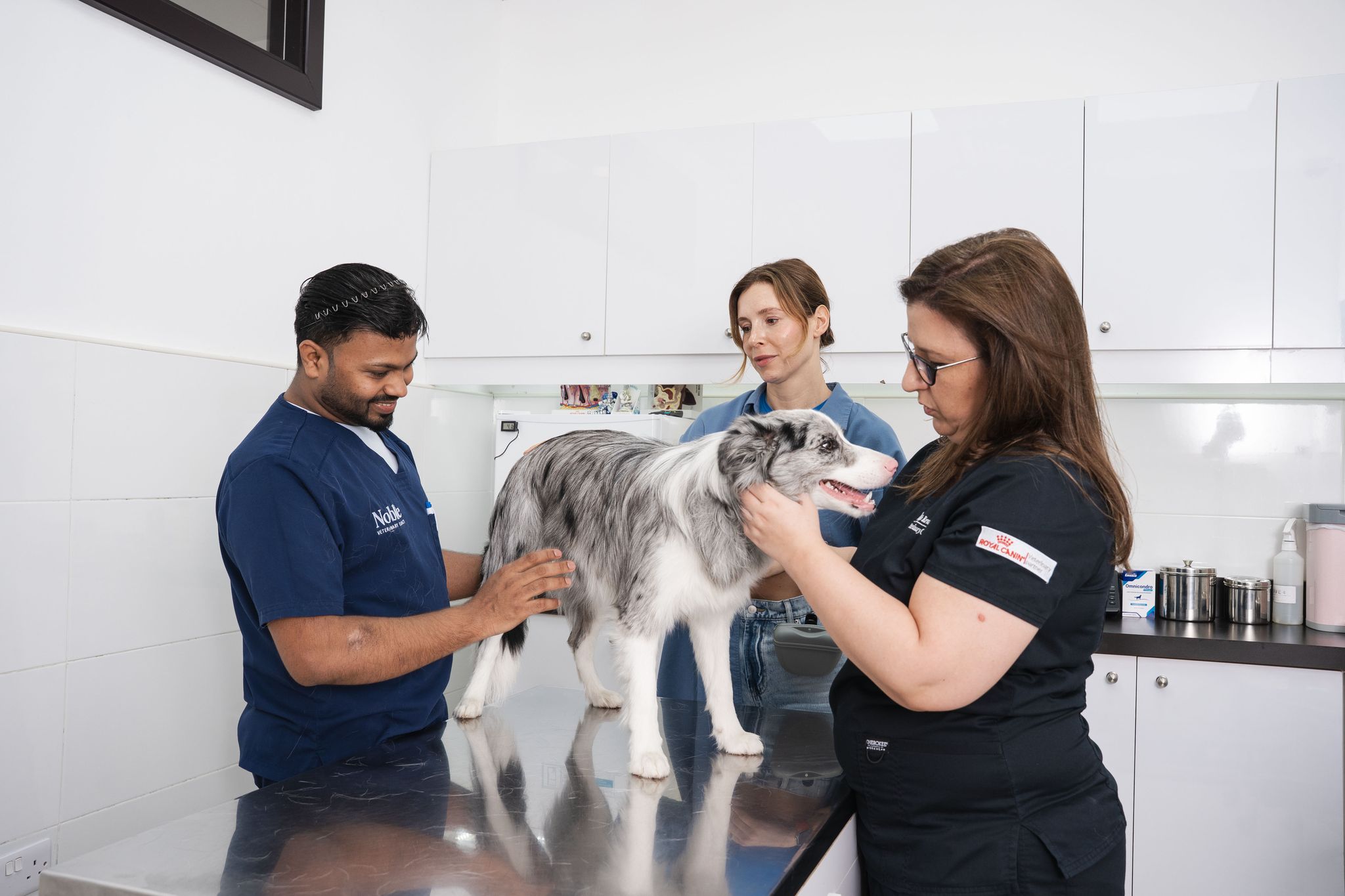 Two veterinarians are talking to a pet owner about how to boost the dog's immune system.