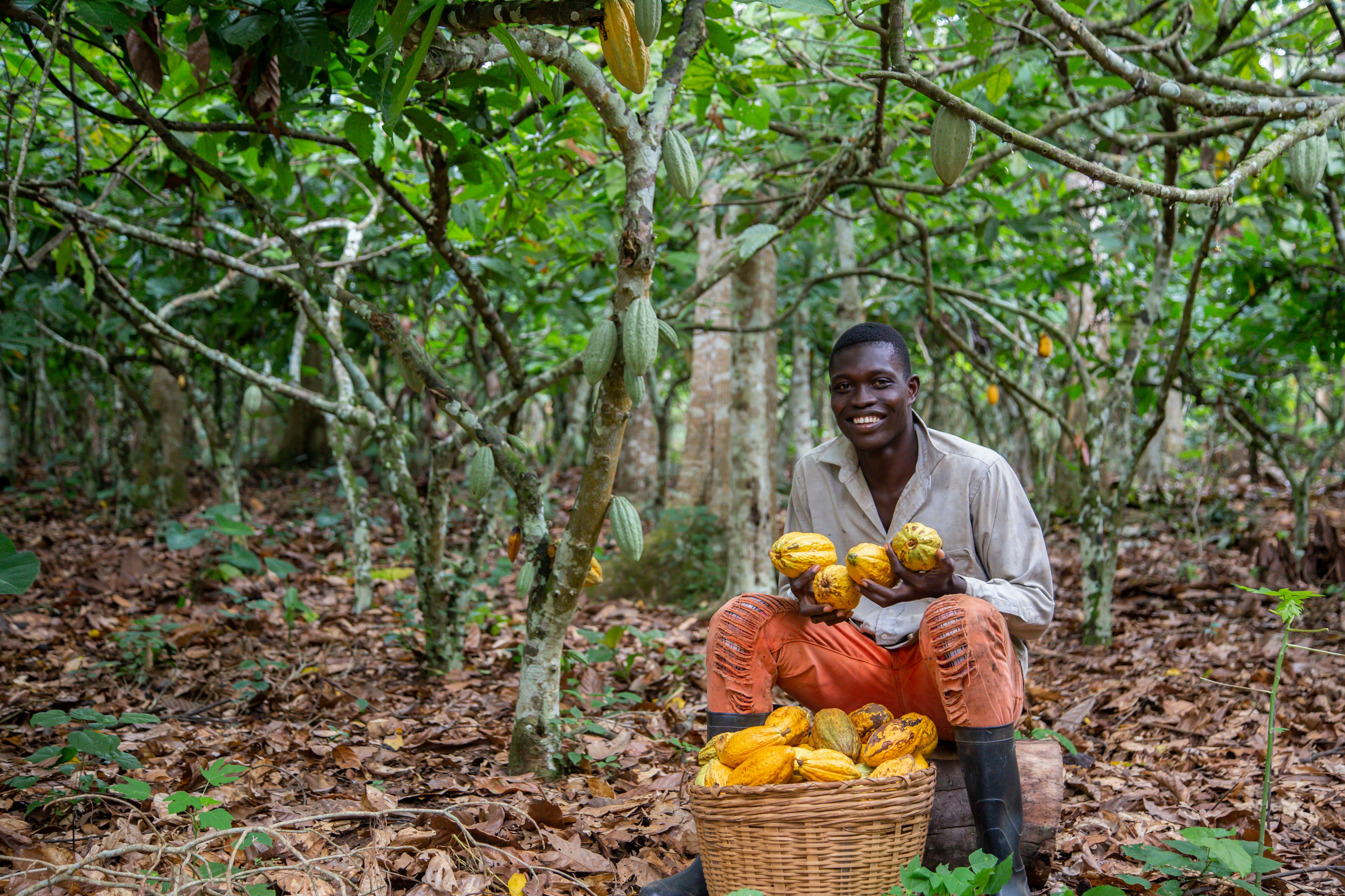 homme près d'un panier de fruits