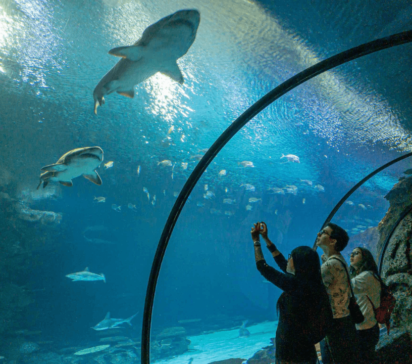 Explore over 2,000 aquatic animals and reptiles in 14 unique exhibits at shark reef aquarium at mandalay bay