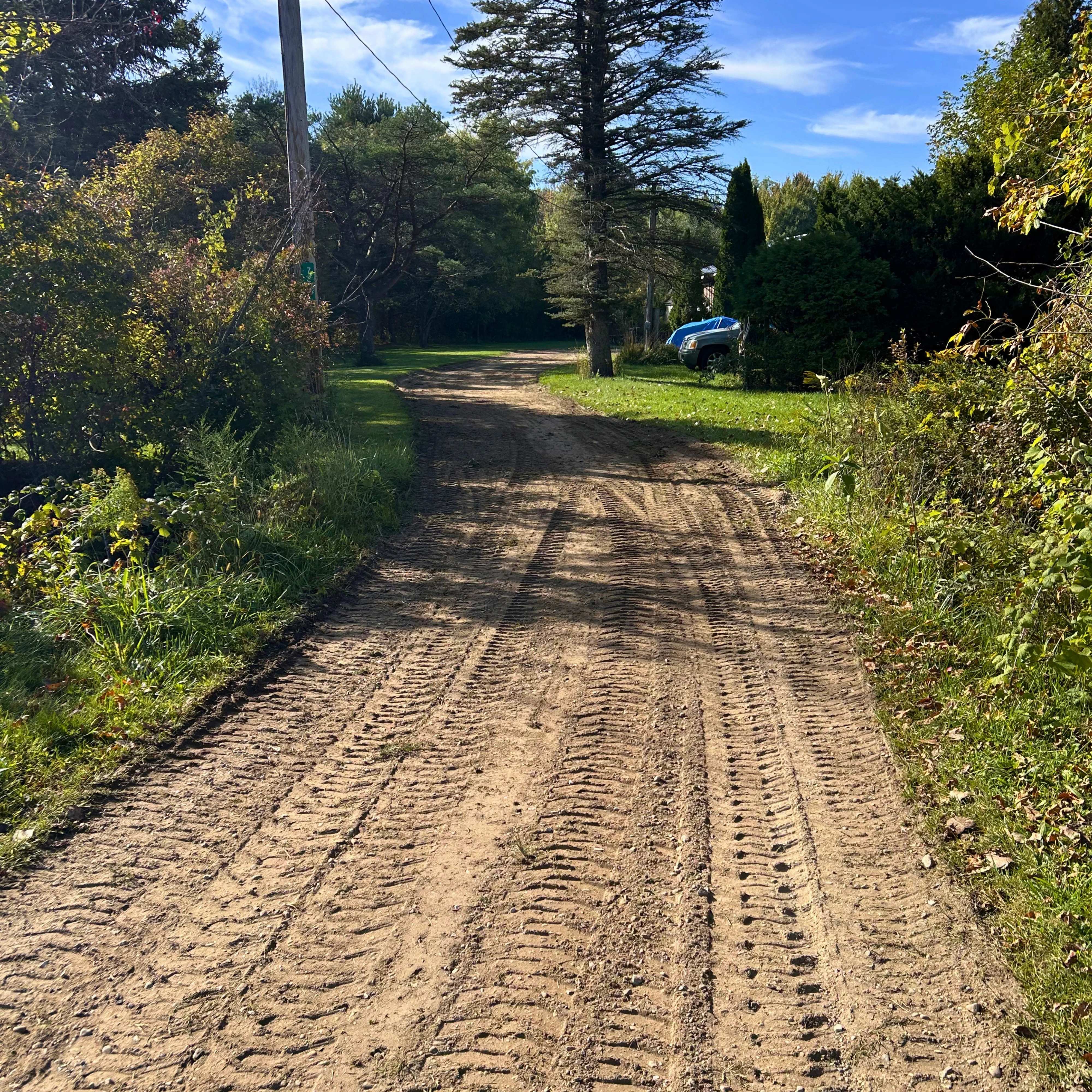 river and forest during day