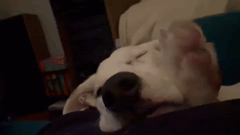 a closeup of a sleepy white dog who perks up at the end of the gif loop