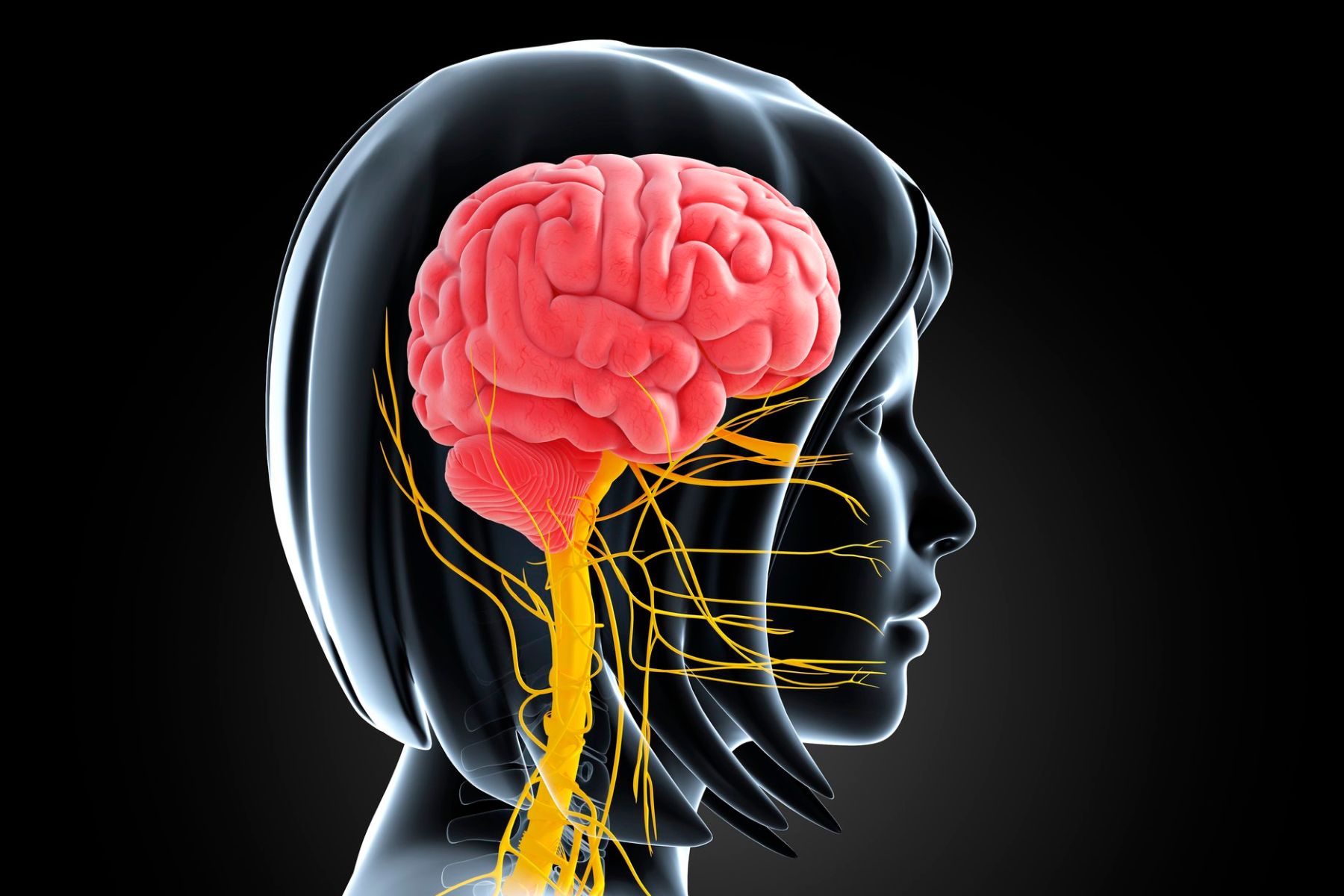 The Vagus Nerve: Why It Matters for Stress, Inflammation, and Healing