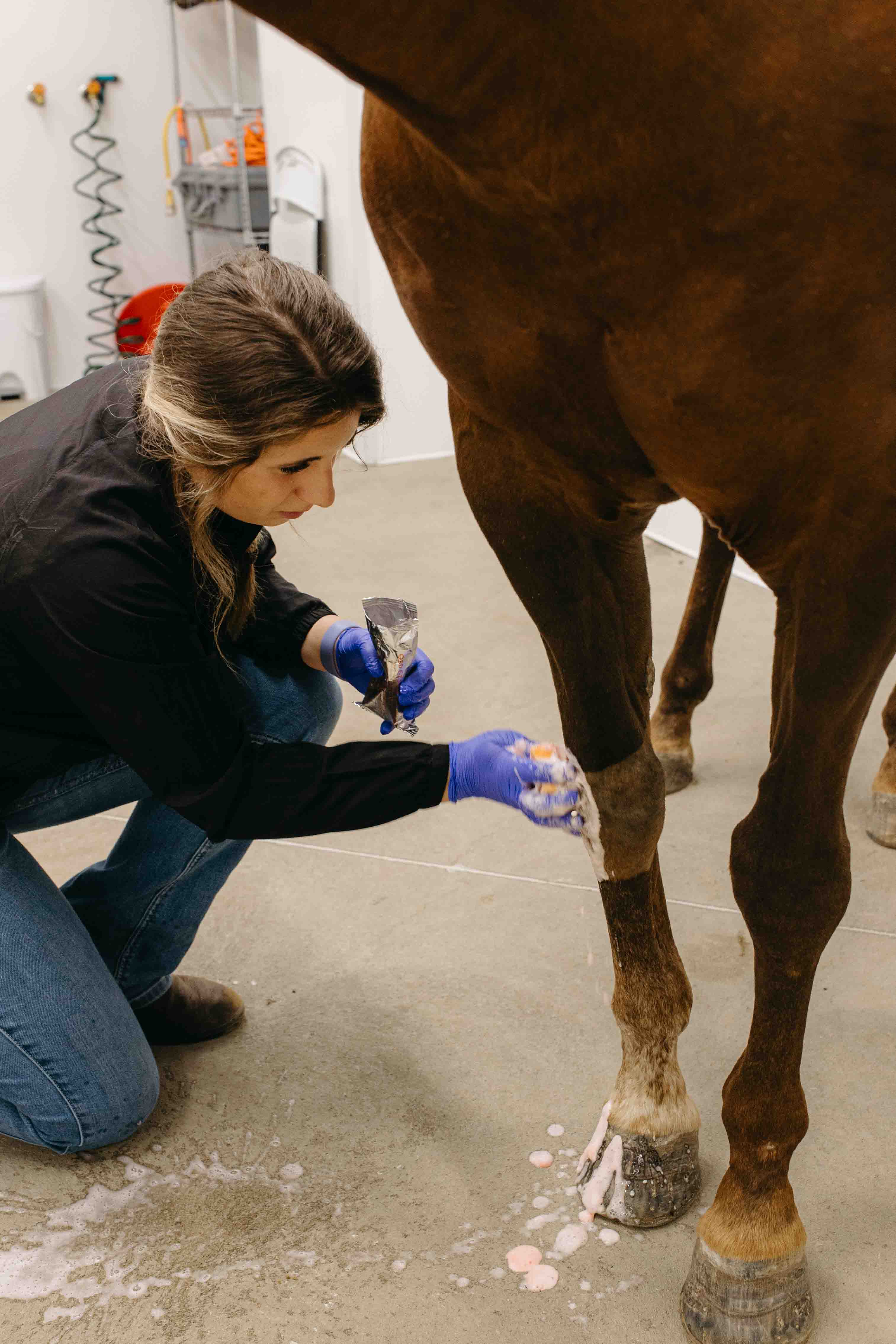 Horse undergoing body work at Rhythm Equine