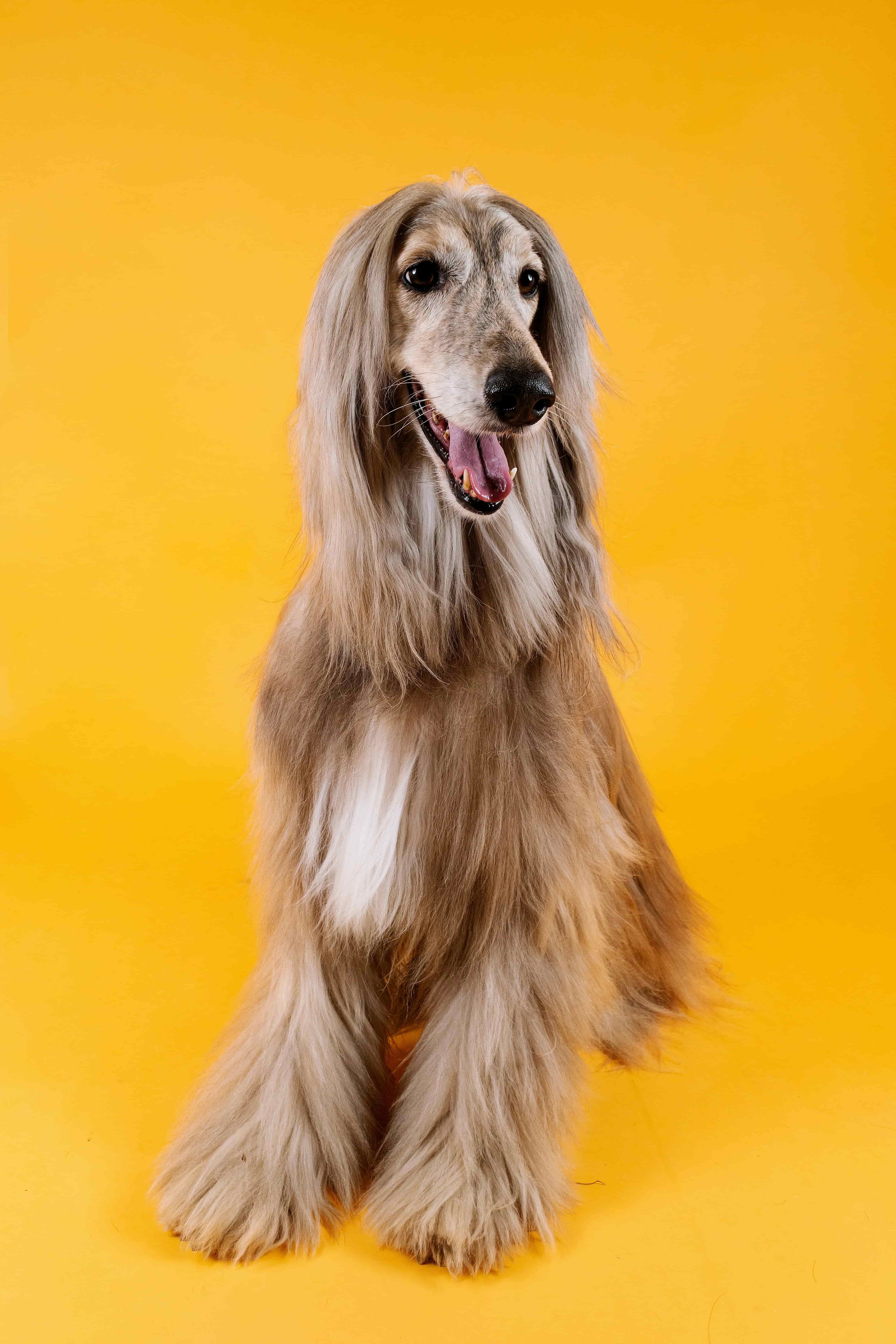 happy puppy portrait