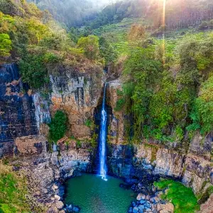 RAINFOREST