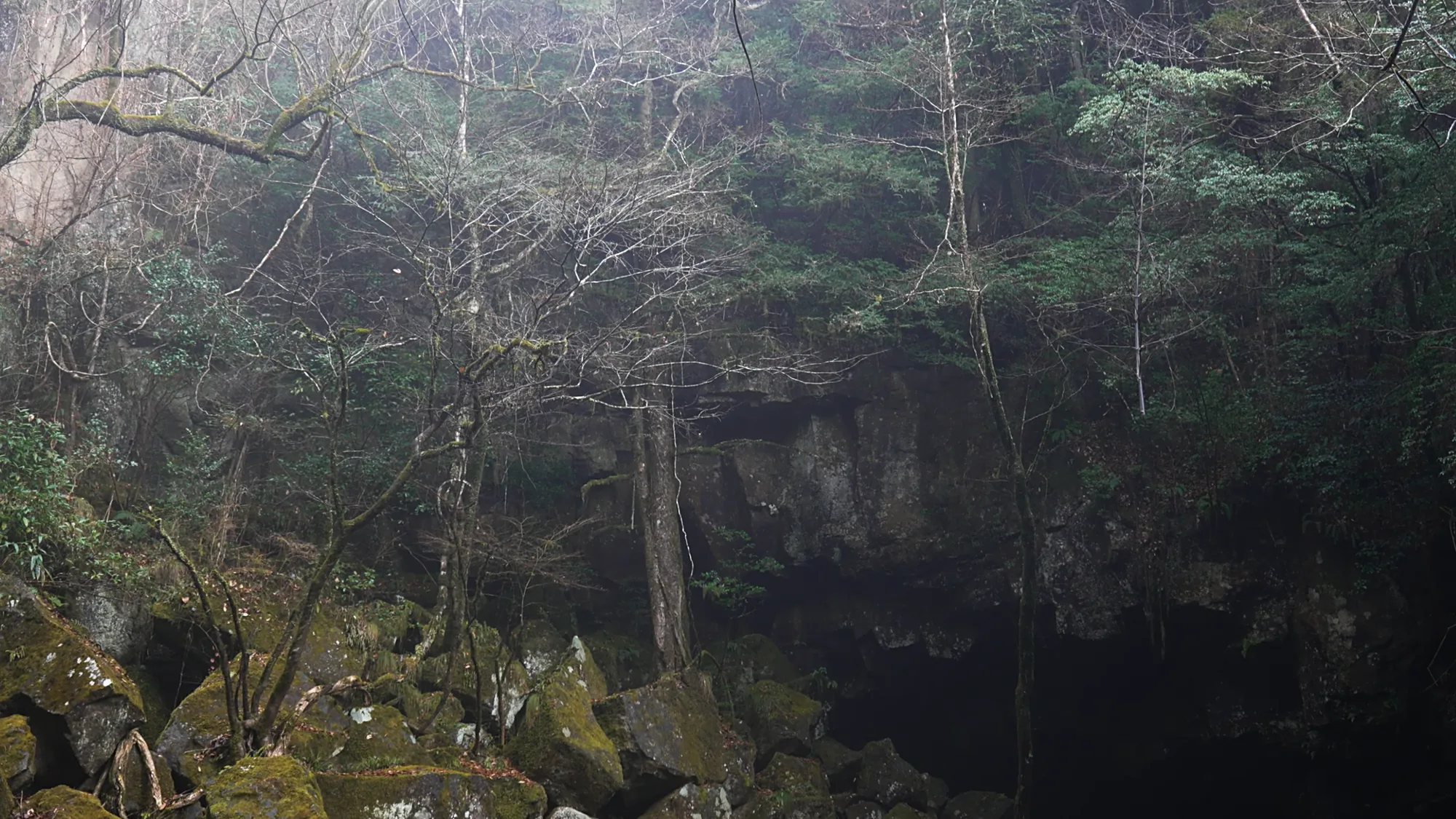 Misty winter woodland of bare trees on the approach to Kurokawa Onsen