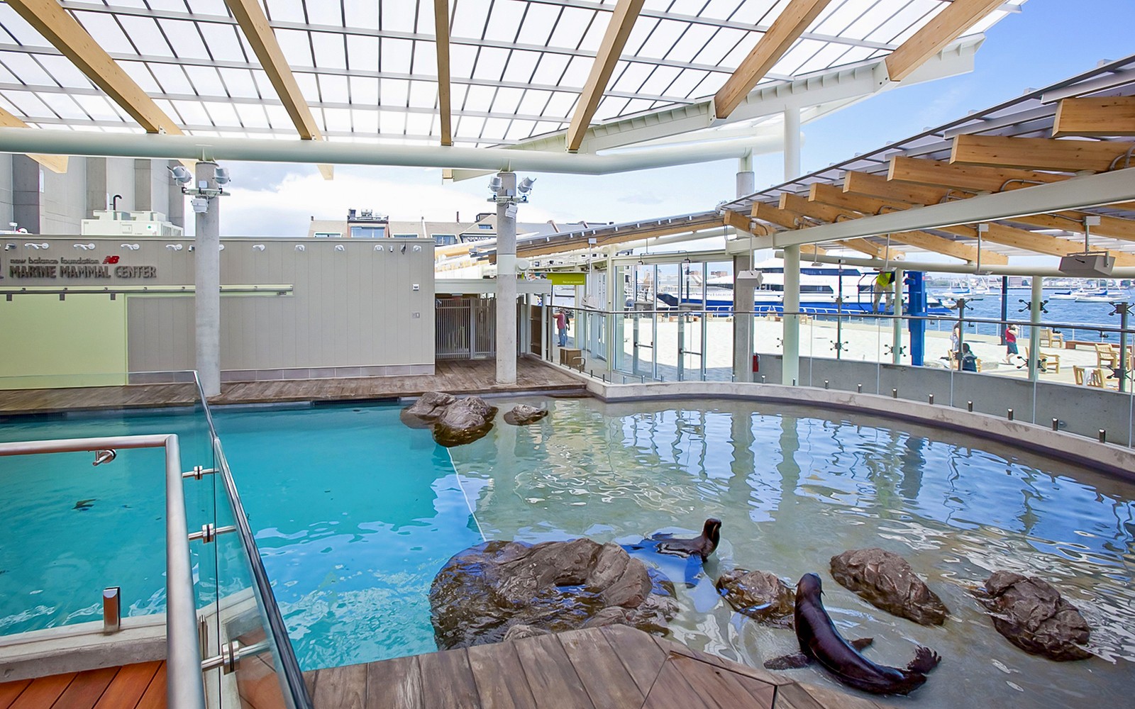 Seals swimming in the Marine Mammal Center at New England Aquarium.