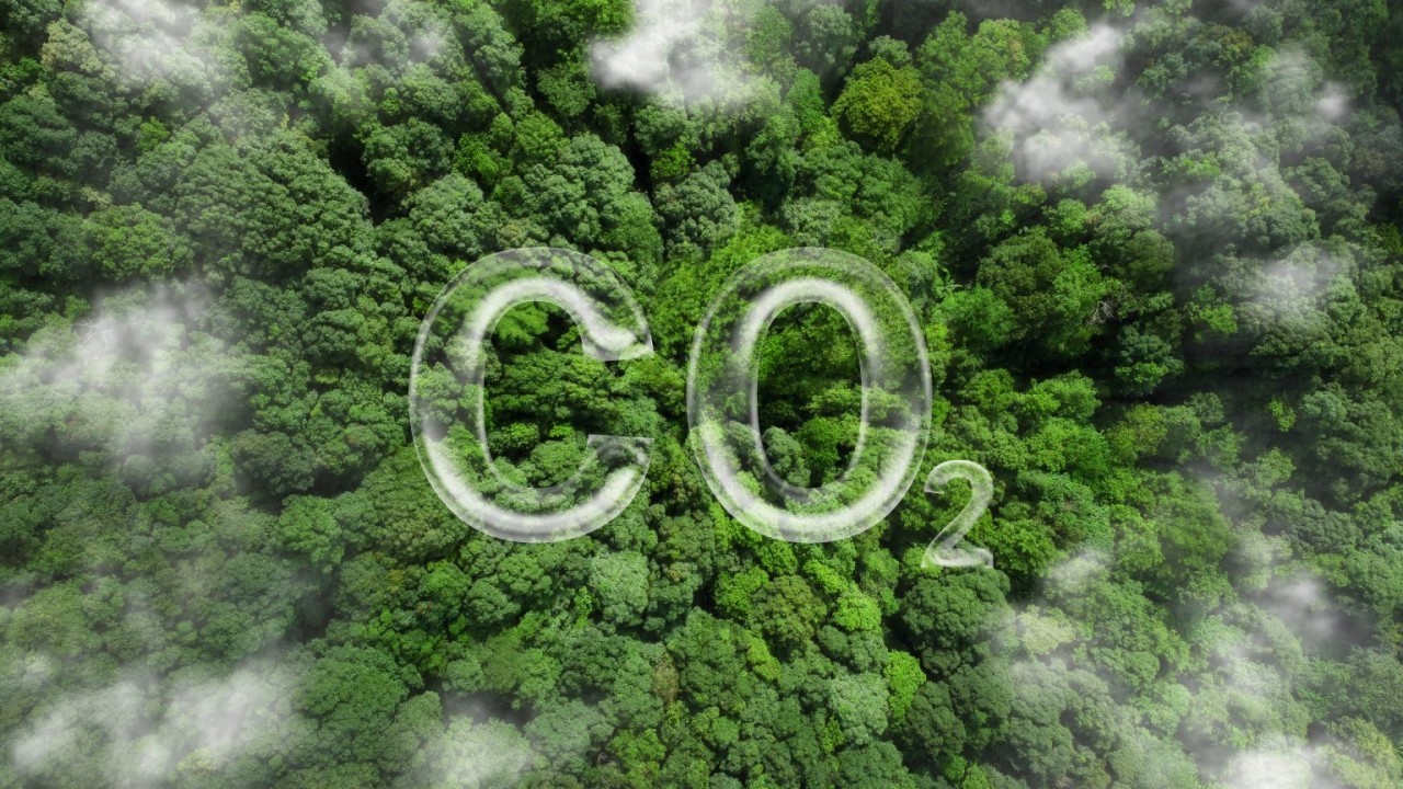 Lush green forest with CO2 written in the air, illustrating carbon emissions and environmental sustainability.