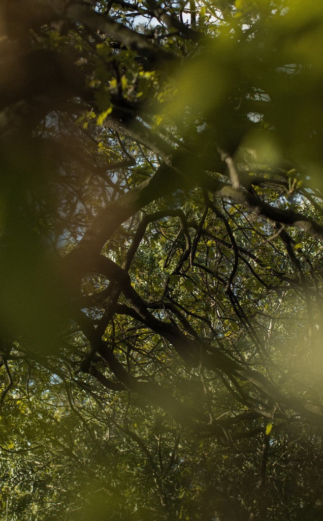 Fisher Place – Luxury Townhouses at 261 Glenlyon Rd, Fitzroy North