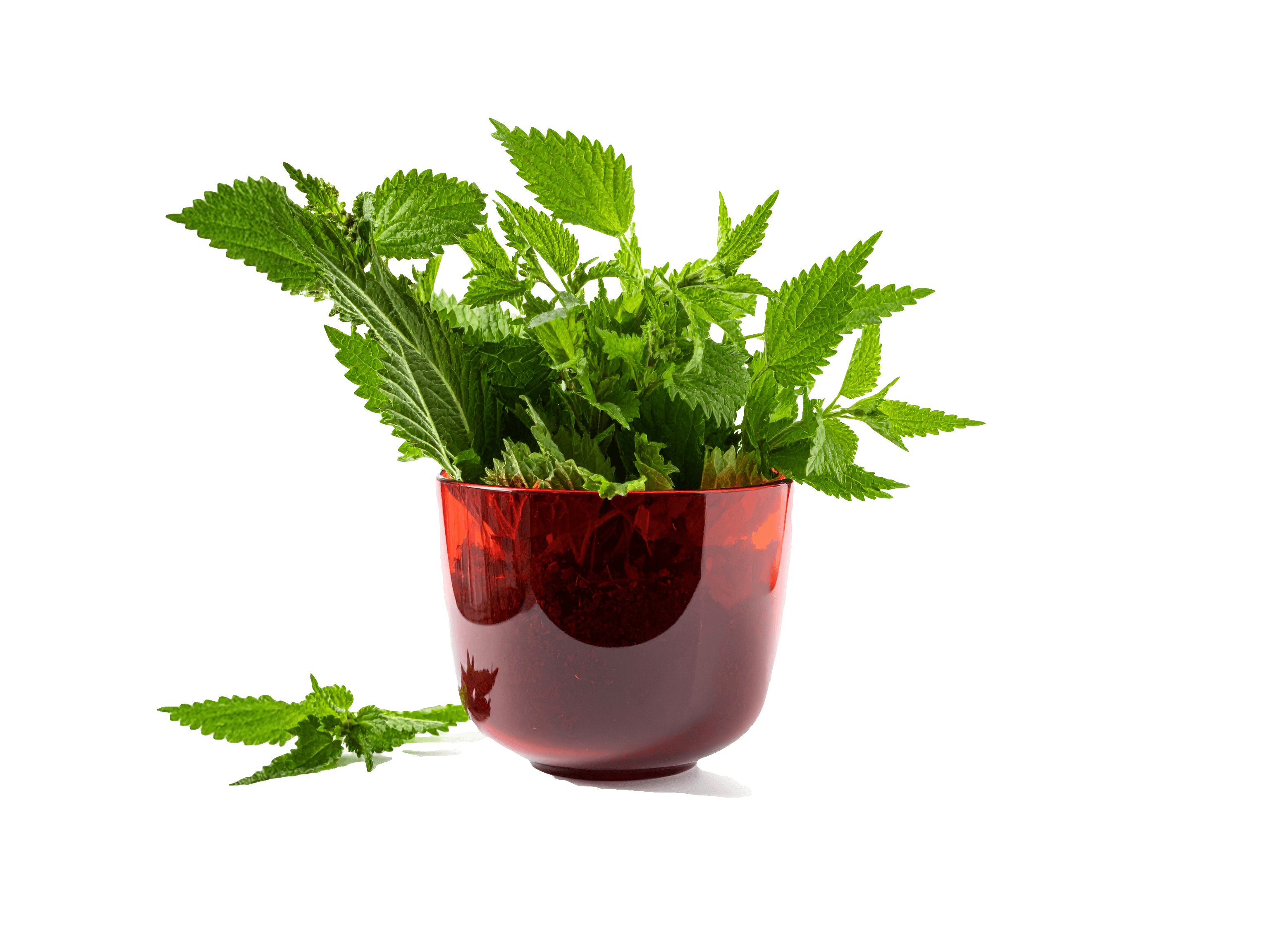 healing herbs in a bowl