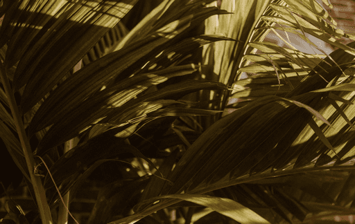 A group of people sitting on grass under trees, enjoying a sunny day near a body of water.