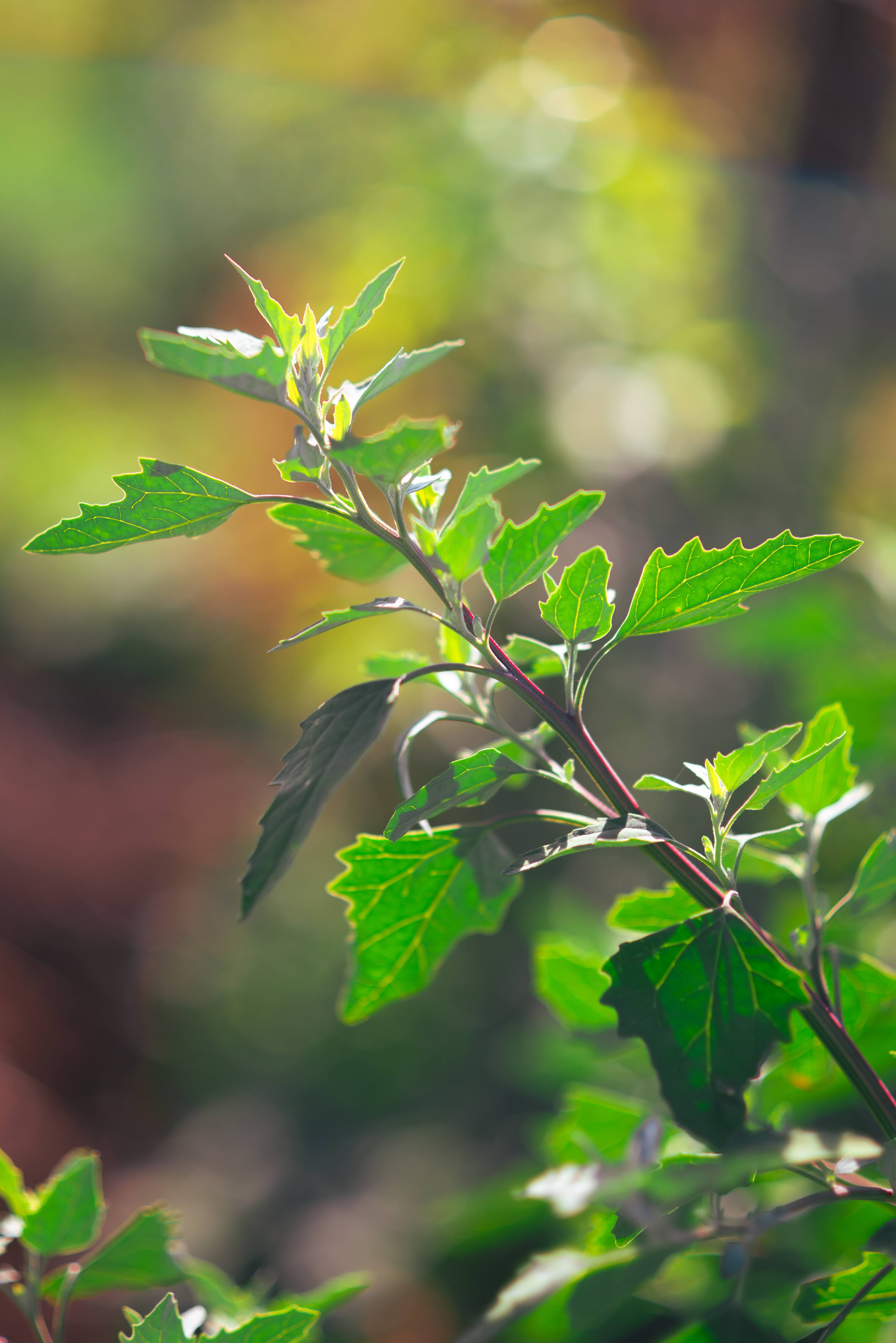Fresh wild greens and berries in a wooden bowl, representing the hands-on results of Foraging Academy’s certification classes.