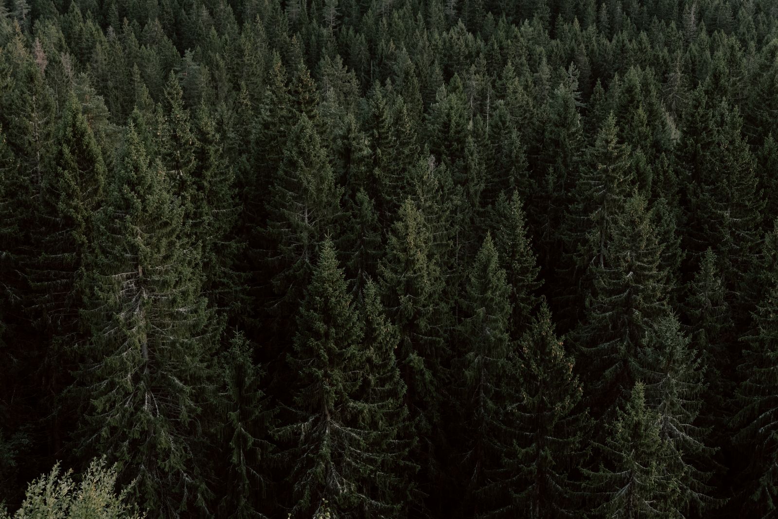 Forêt de conifères vue du ciel