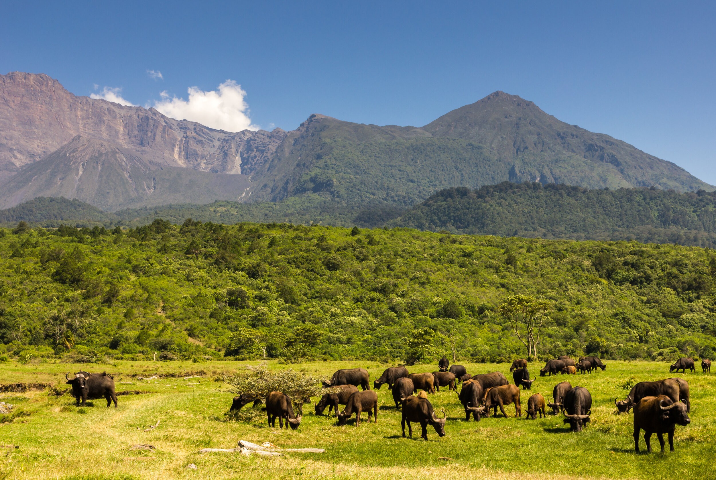 Cape buffalo