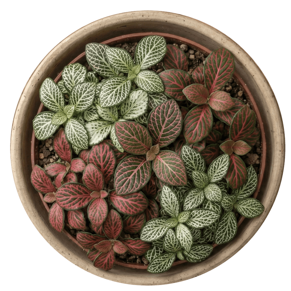 A top-down view of a vibrant green Echeveria succulent plant sitting in a small, round terracotta clay pot, showing its symmetrical rosette leaf pattern.