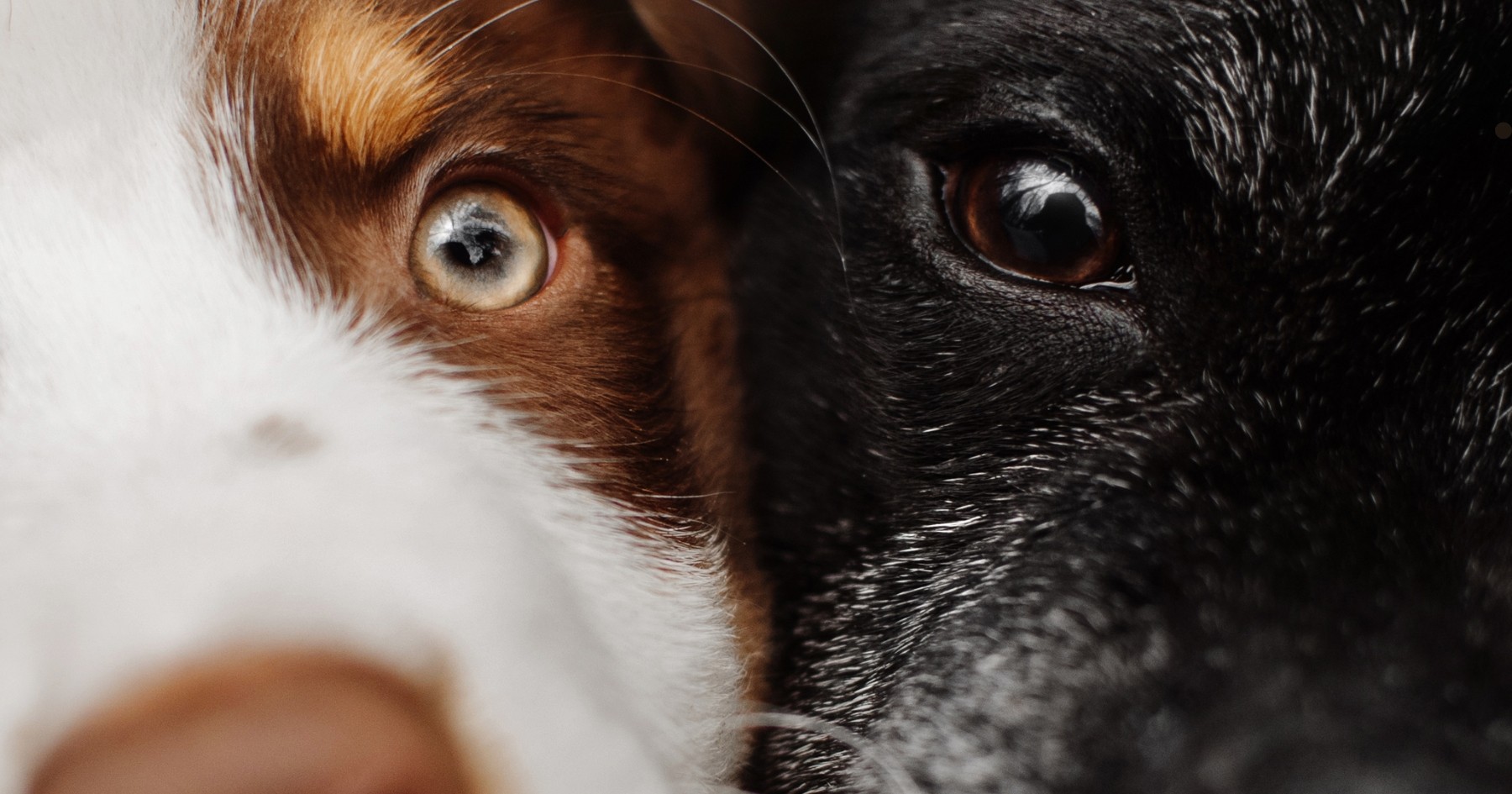 test adn chien france