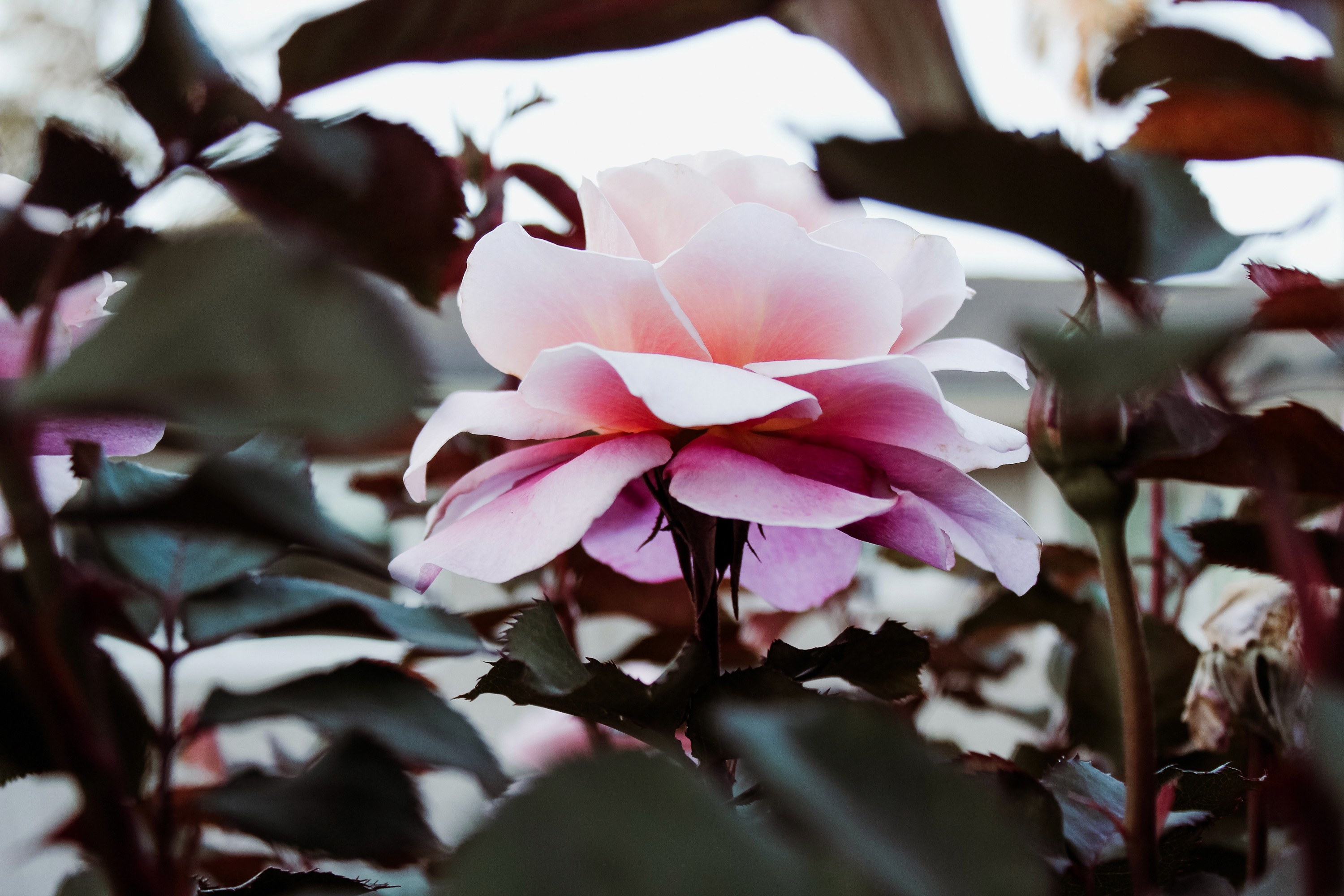 fine art pink rose photography