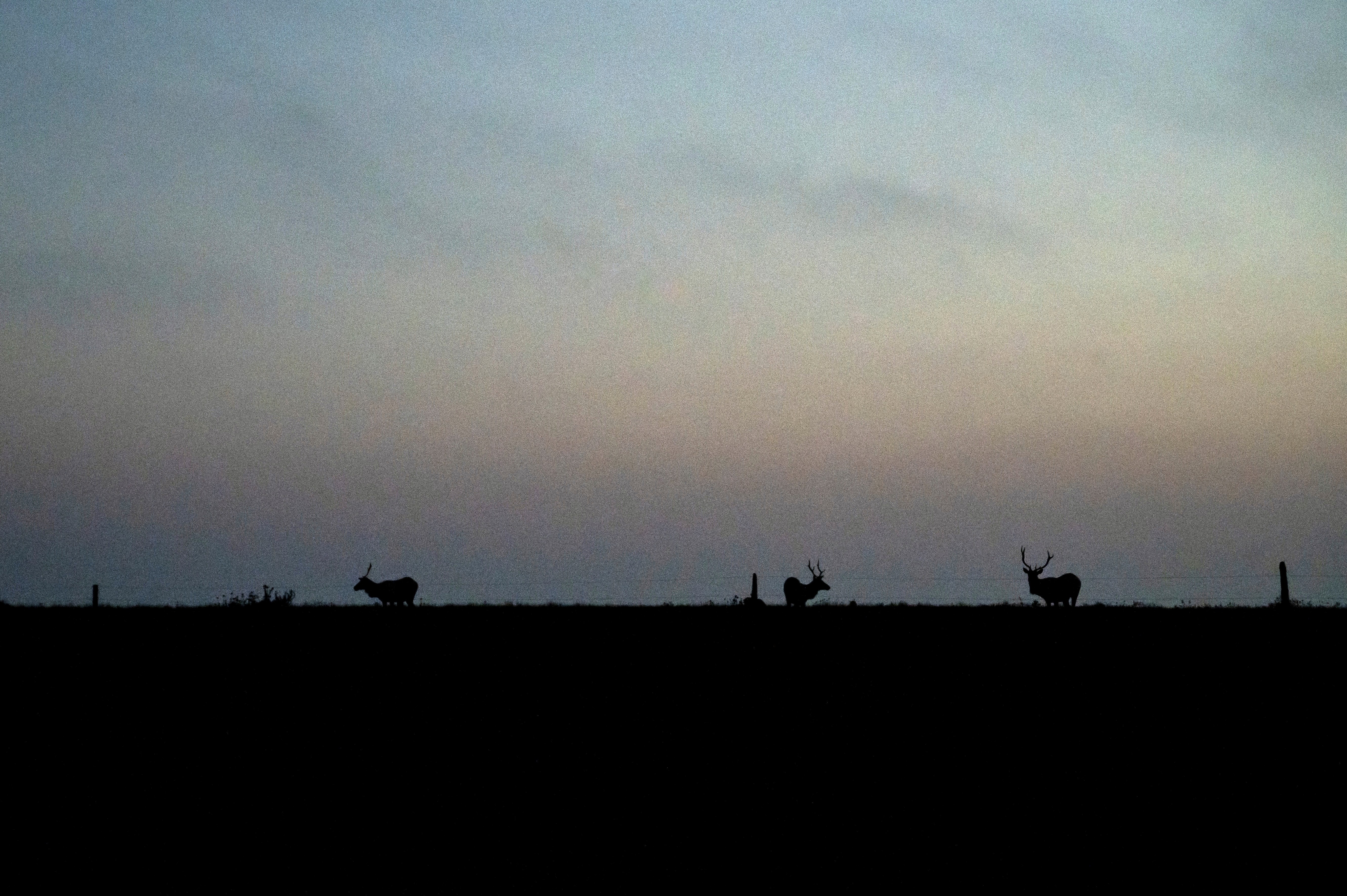 UNTITLED. NIKON Z6. FALL 2024. UNKNOWN, CA.