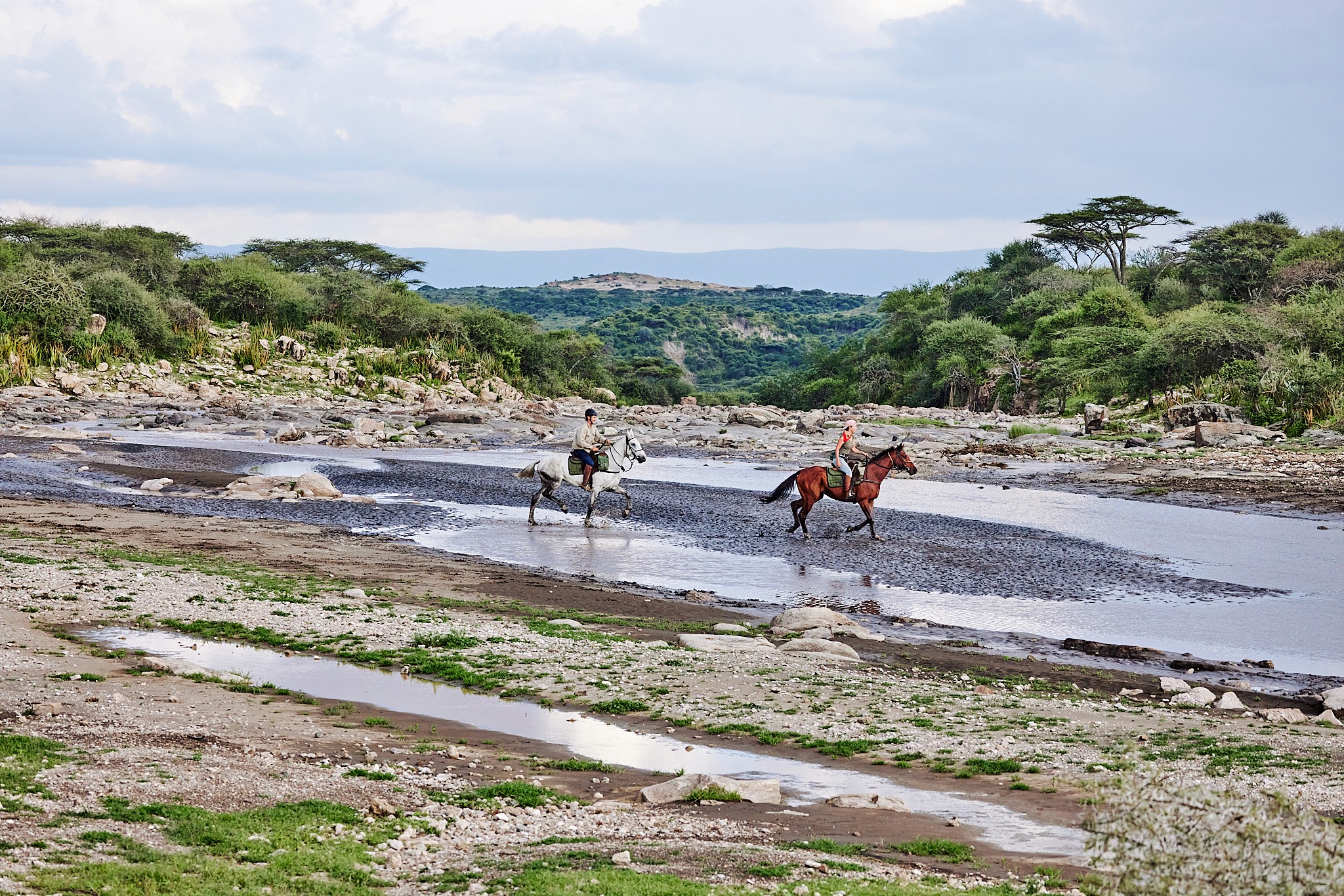 Grupp av ryttare på ridresa i Afrika galopperar över Serengetis vidsträckta slätter medan damm och gnuhjordar rör sig över horisonten under the great migration.