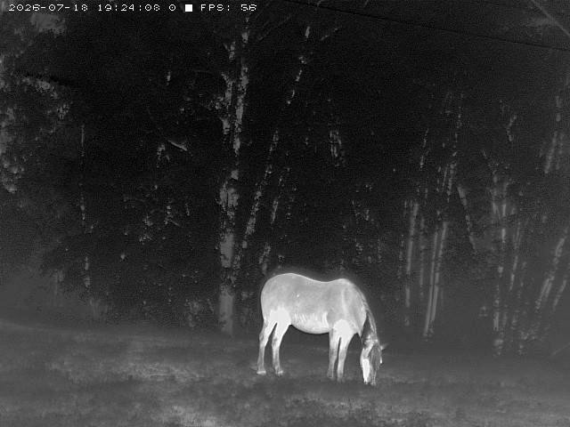 LWIR — horse grazing at night, 26 mm f/0.9