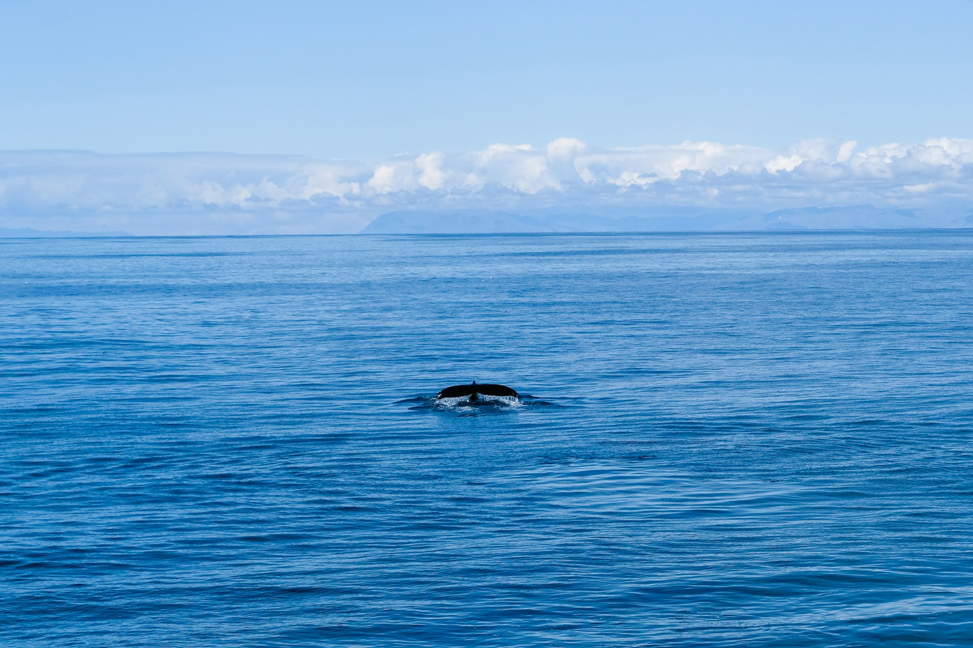 Humpback whale diving in Faxafloi Bay during a whale watching tour from Reykjavik, Iceland.