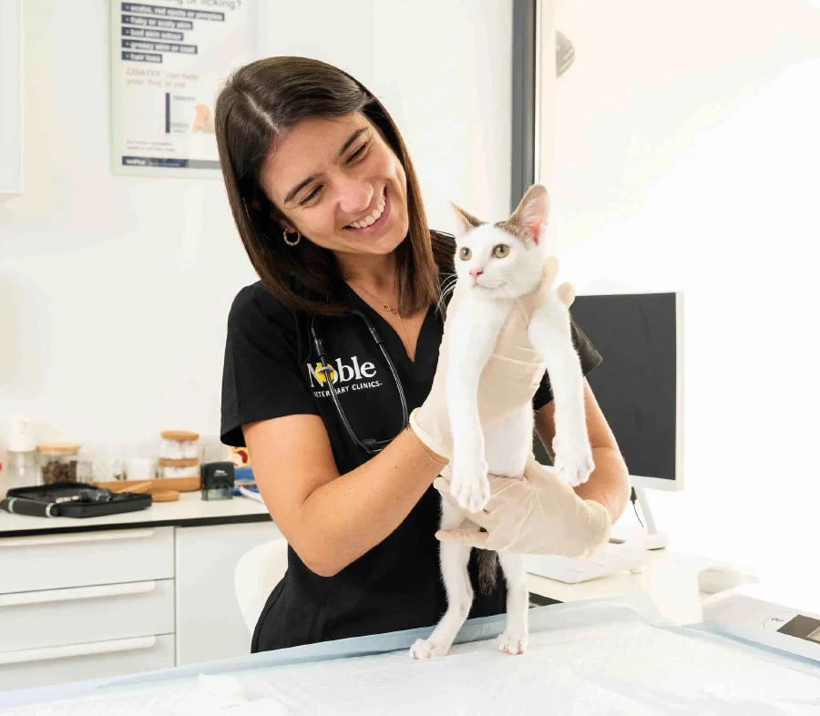 A veterinarian is examining a cat inside the vet clinic.