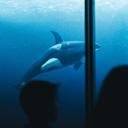 XPERIA - ઓશન યાત્રા: સેવિerville માં પ્રવેશ ટિકિટ