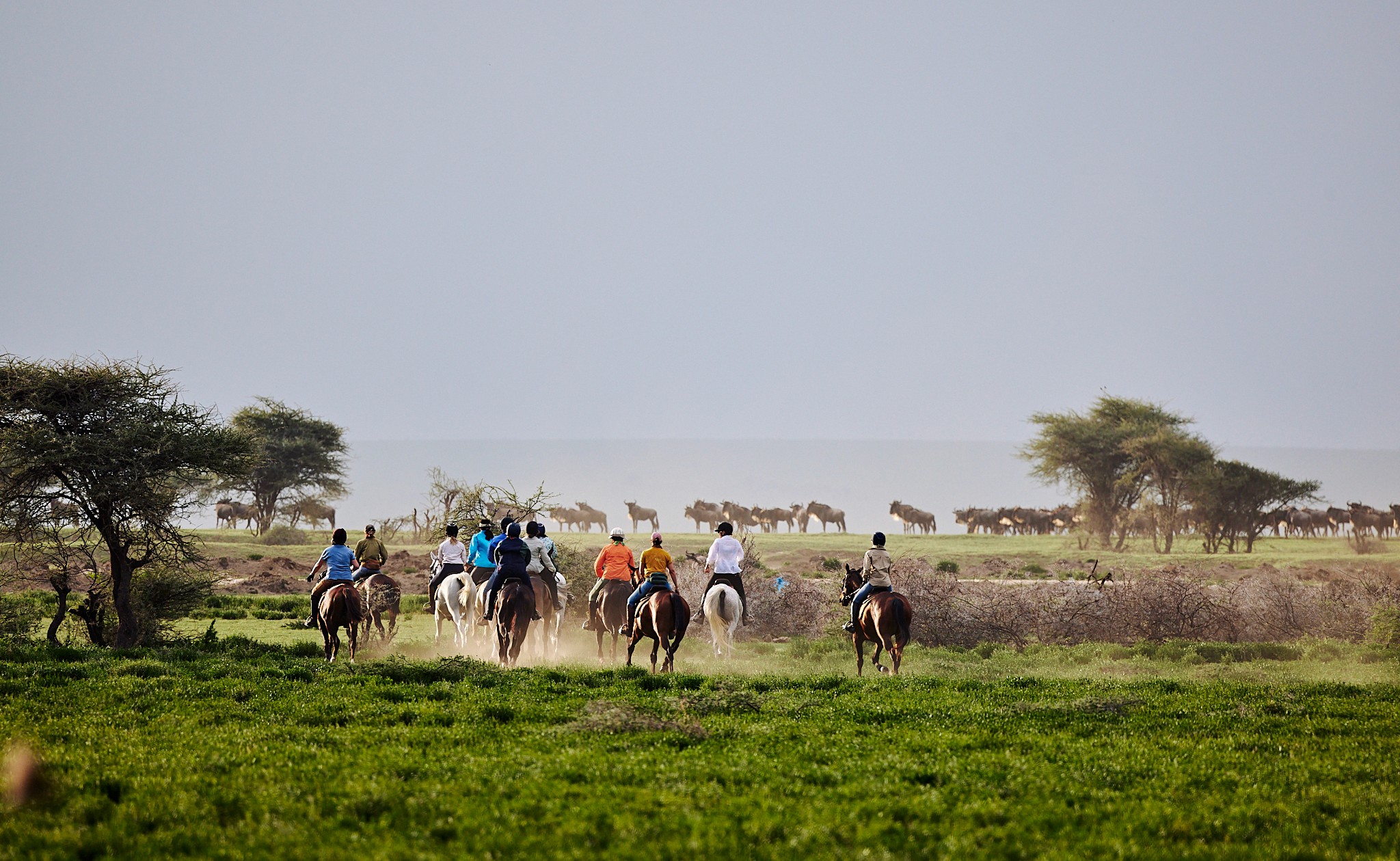 Grupp av ryttare på ridresa i Afrika galopperar över Serengetis vidsträckta slätter medan damm och gnuhjordar rör sig över horisonten under the great migration.