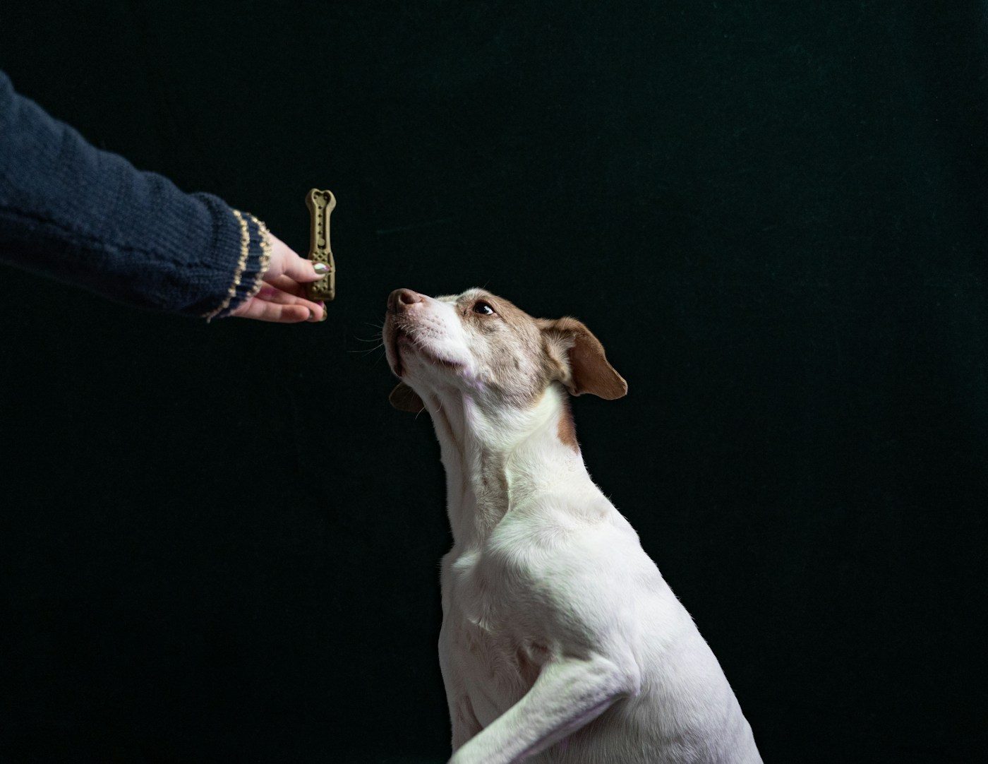 Chien blanc et brun regardant une friandise présentée par une main