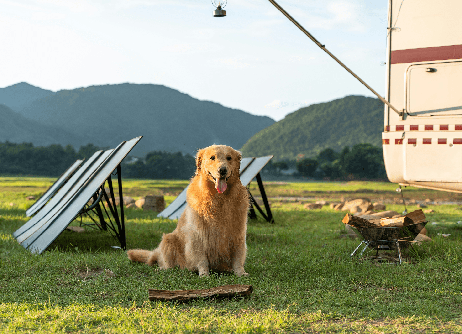 Golden retriever dog sitting near solar panels and camper