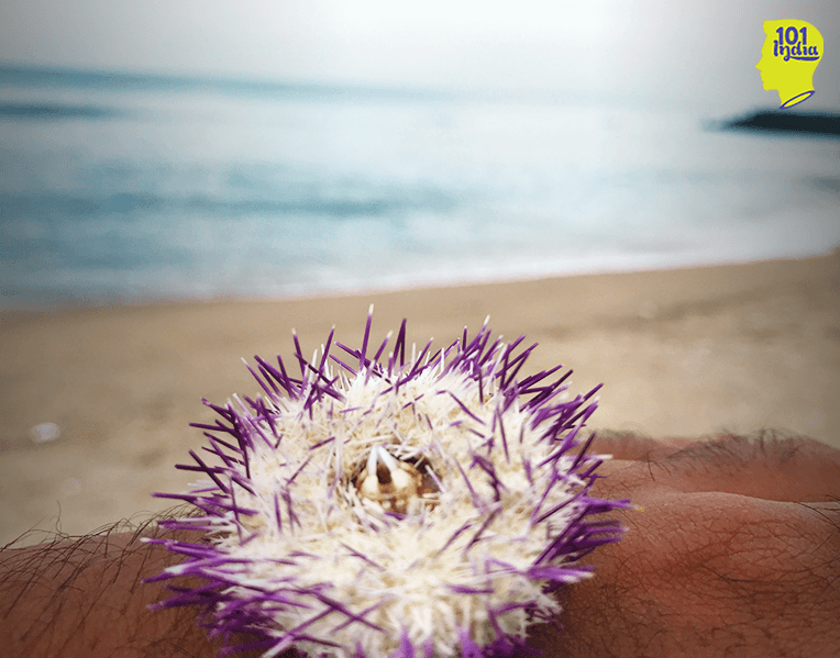 A sea urchin