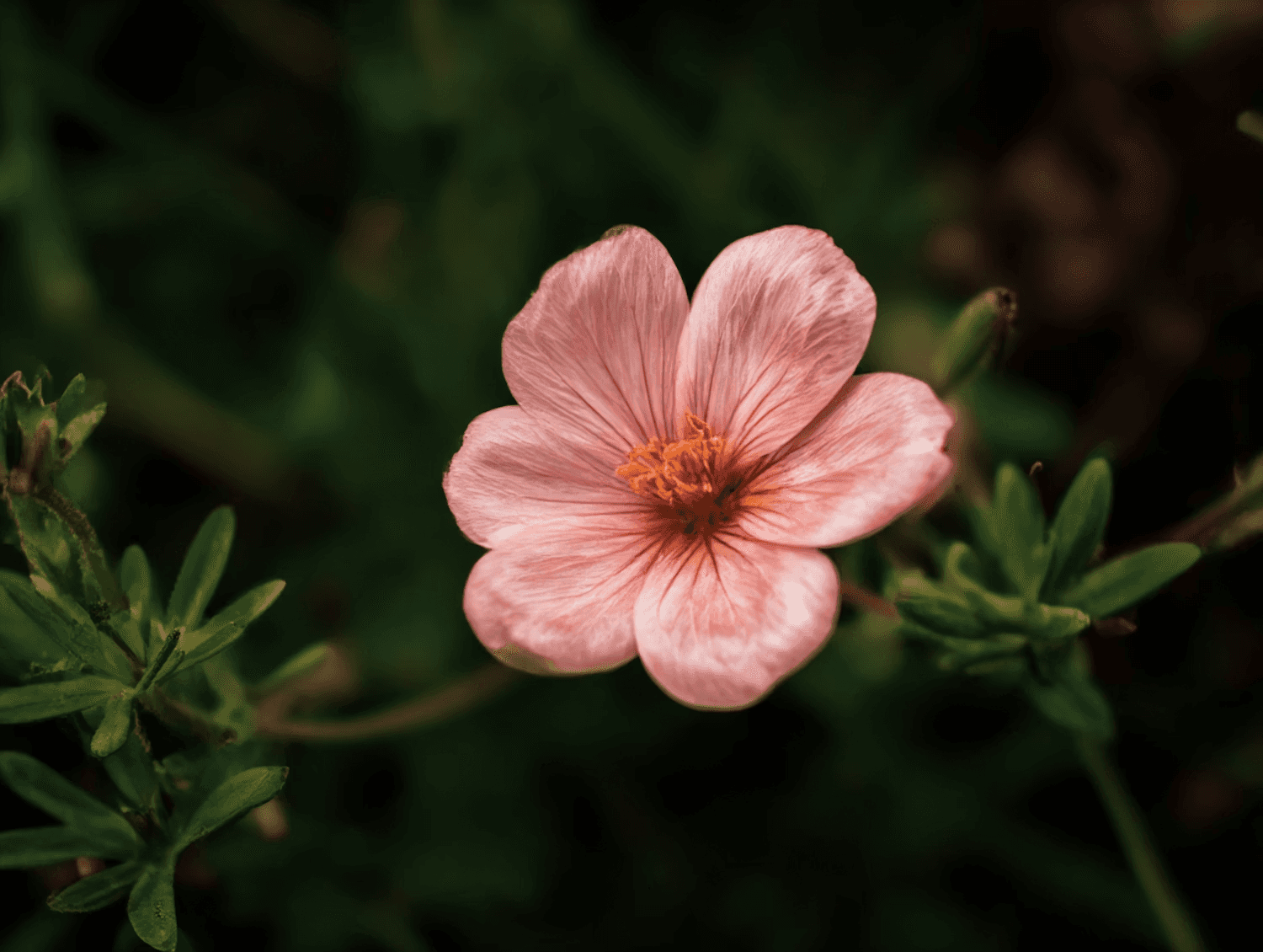 A close-up of a pink flower with detailed petals