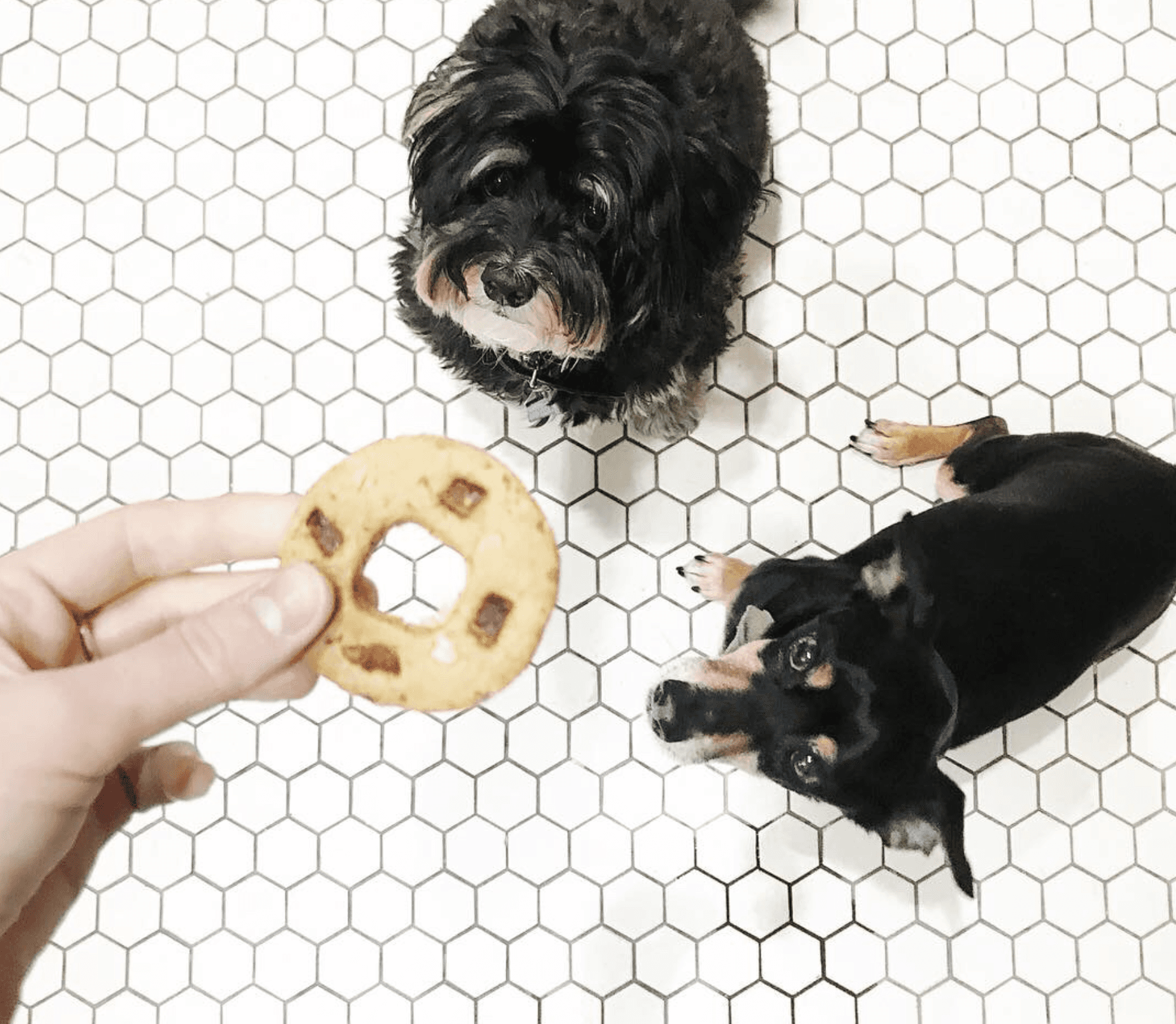 The office pups, Beau and Jasper, patiently waiting a doggie donut treat in the office.