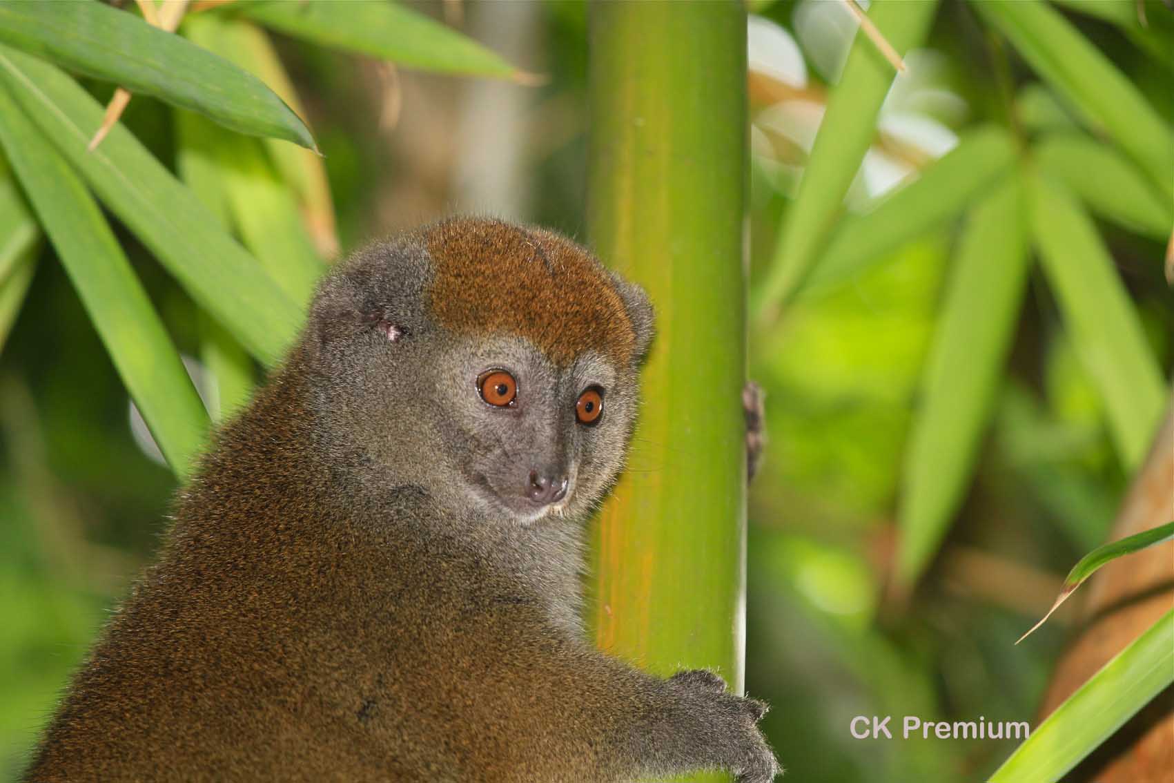 Lemuři na Madagaskaru