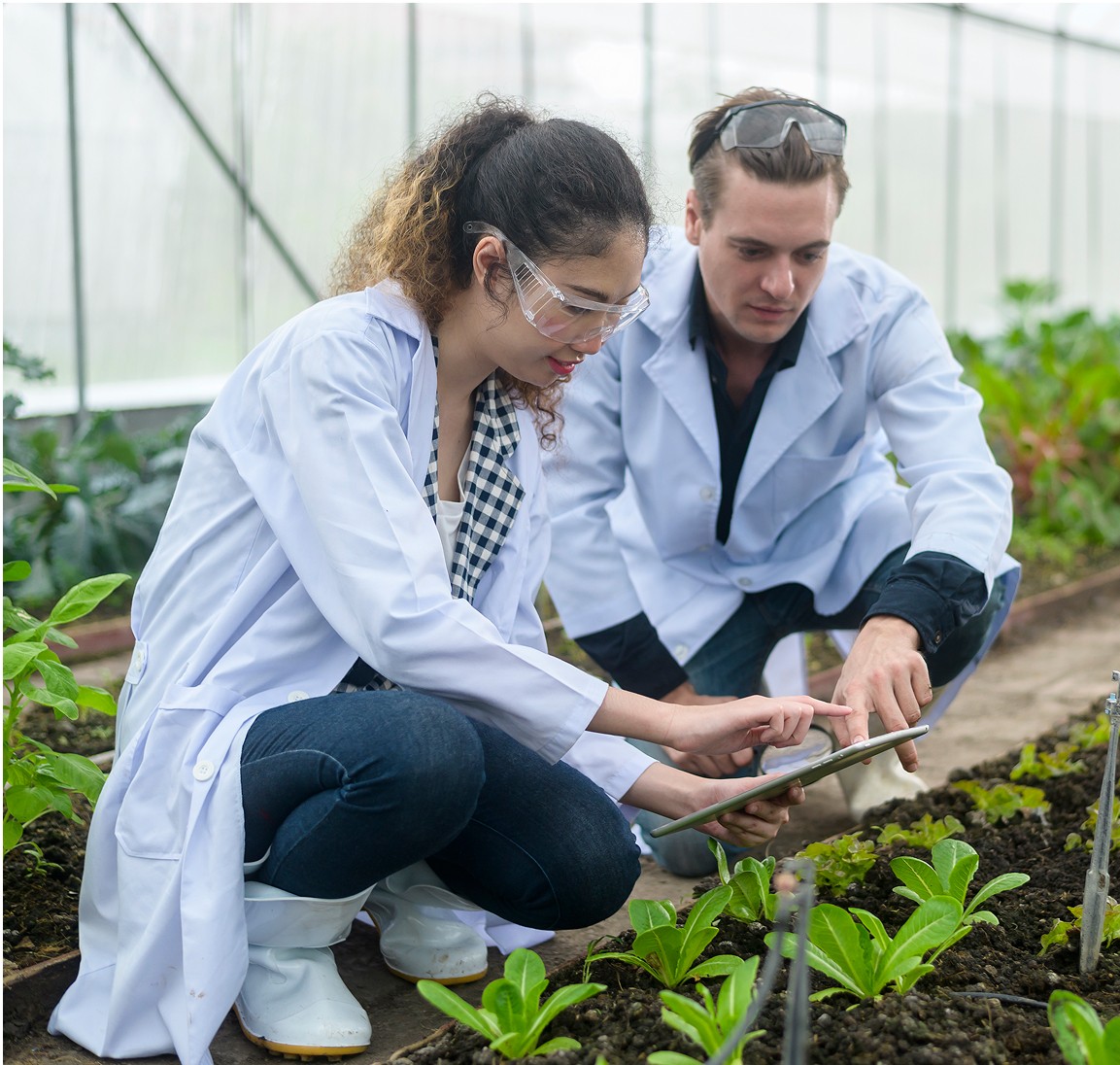 Two people in white lab coats and protective eyewear are examining plants in a greenhouse, using a tablet to collect data on the growth of leafy greens.