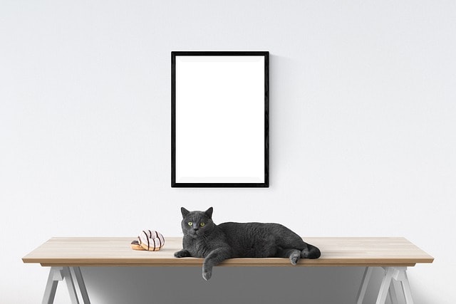 Gray cat on a desk with donuts next to it and an empty frame above it