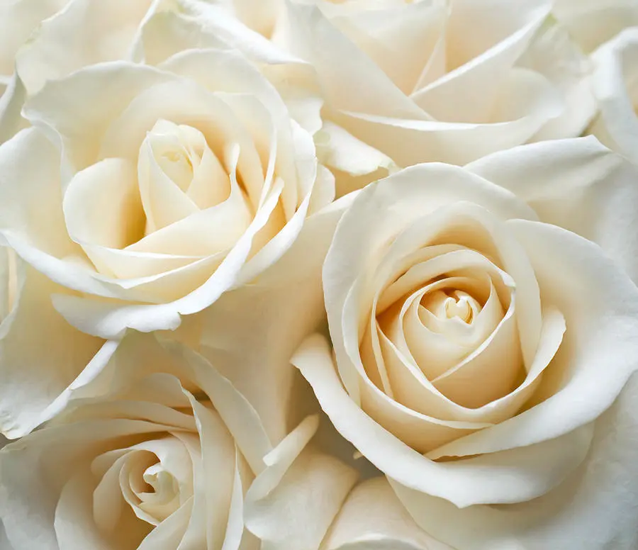 top view of bouquet of white rose