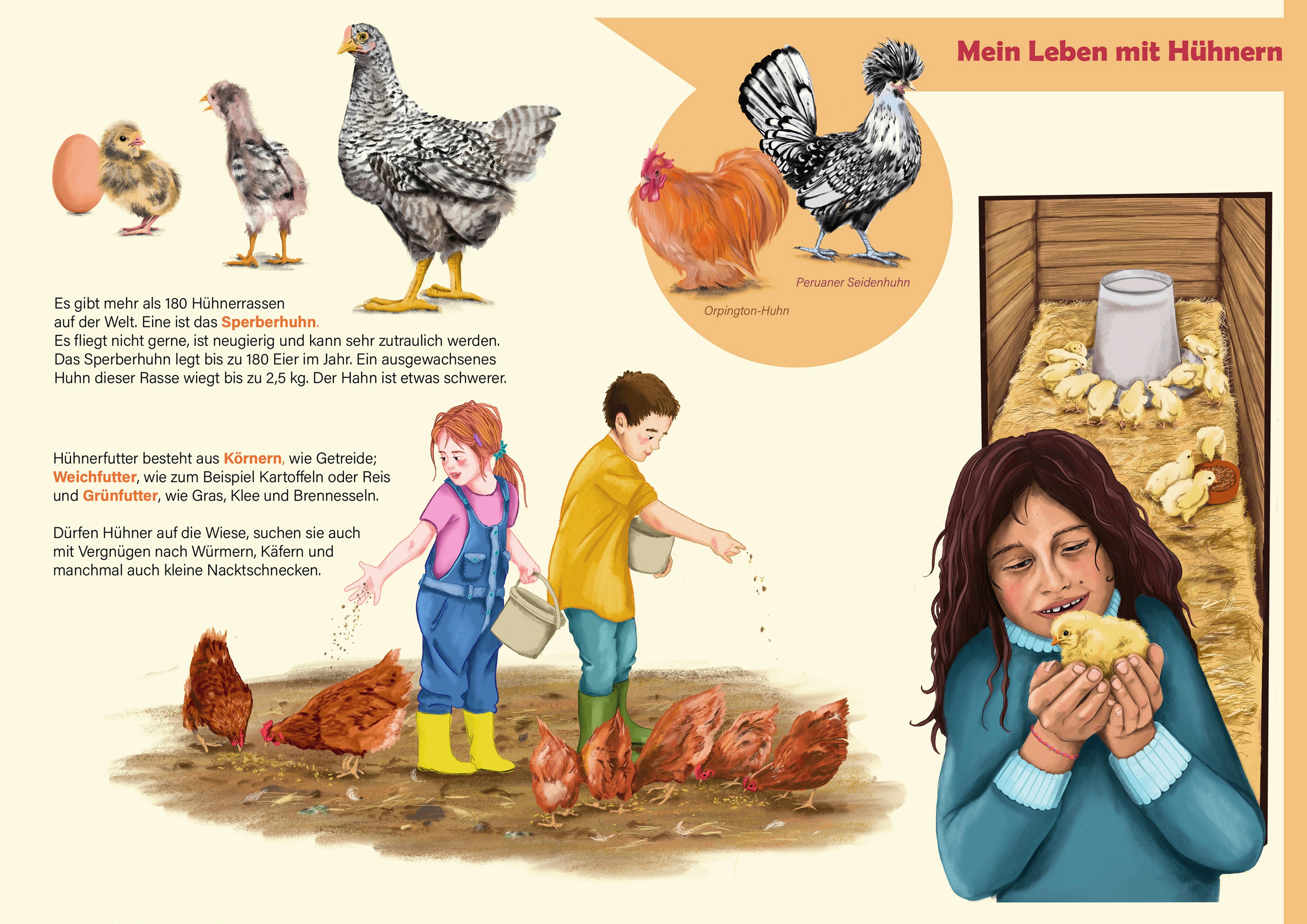 Kinder füttern Hühner, ein Mädchen hält ein Küken in der Hand, vom Ei zum Huhn