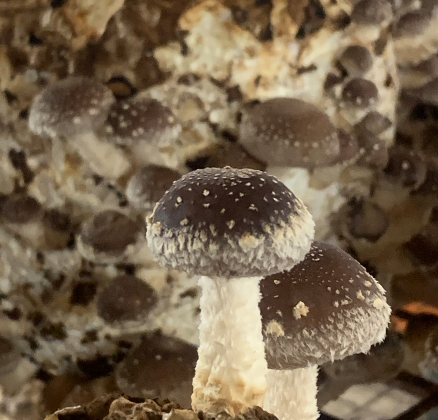 The best mushrooms getting grown at Ard Mhacha Mushrooms Farm for being supplied to As One Restaurant Dublin