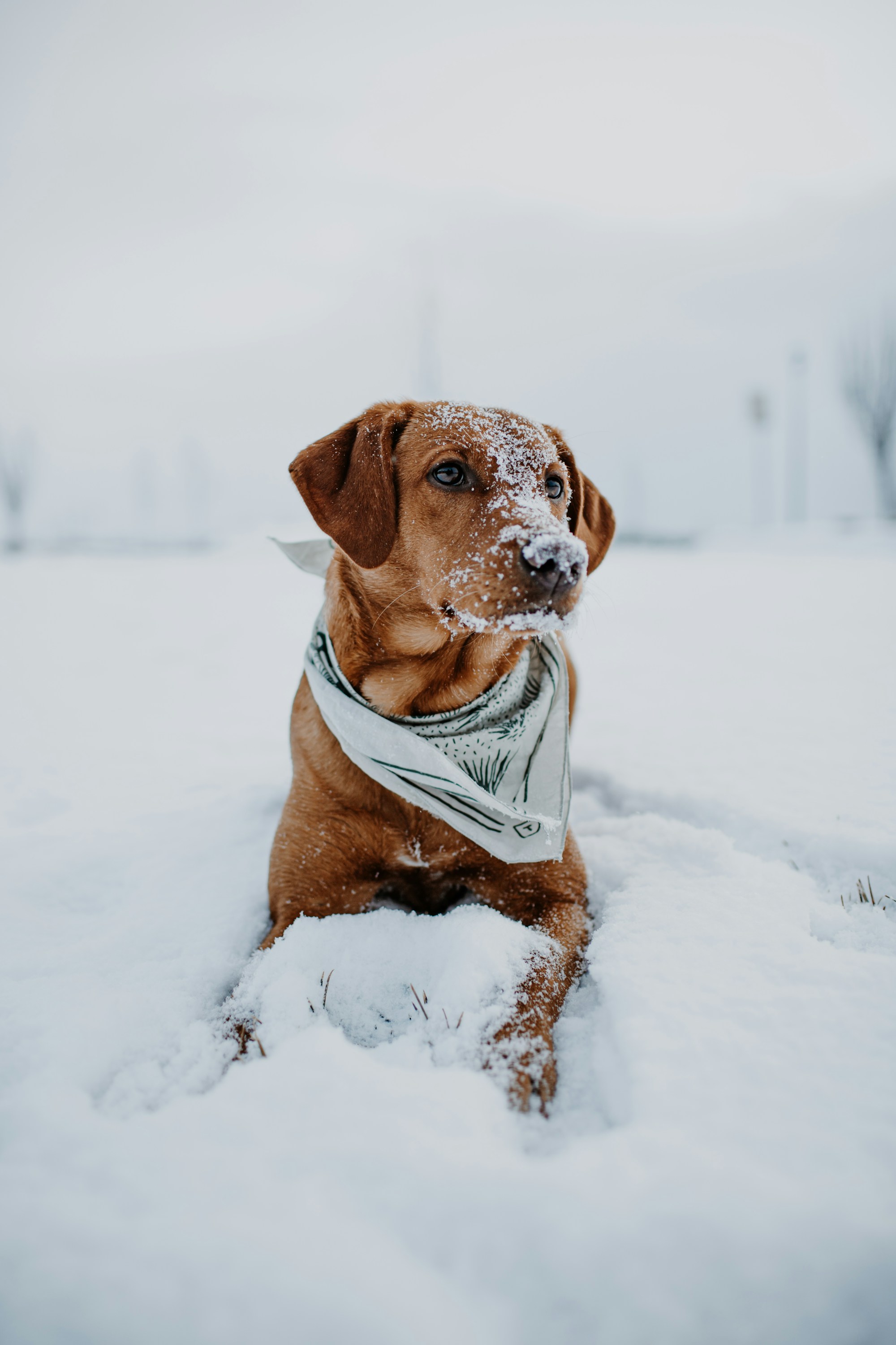 Chien brun à poil court portant un vêtement clair dans la neige.
